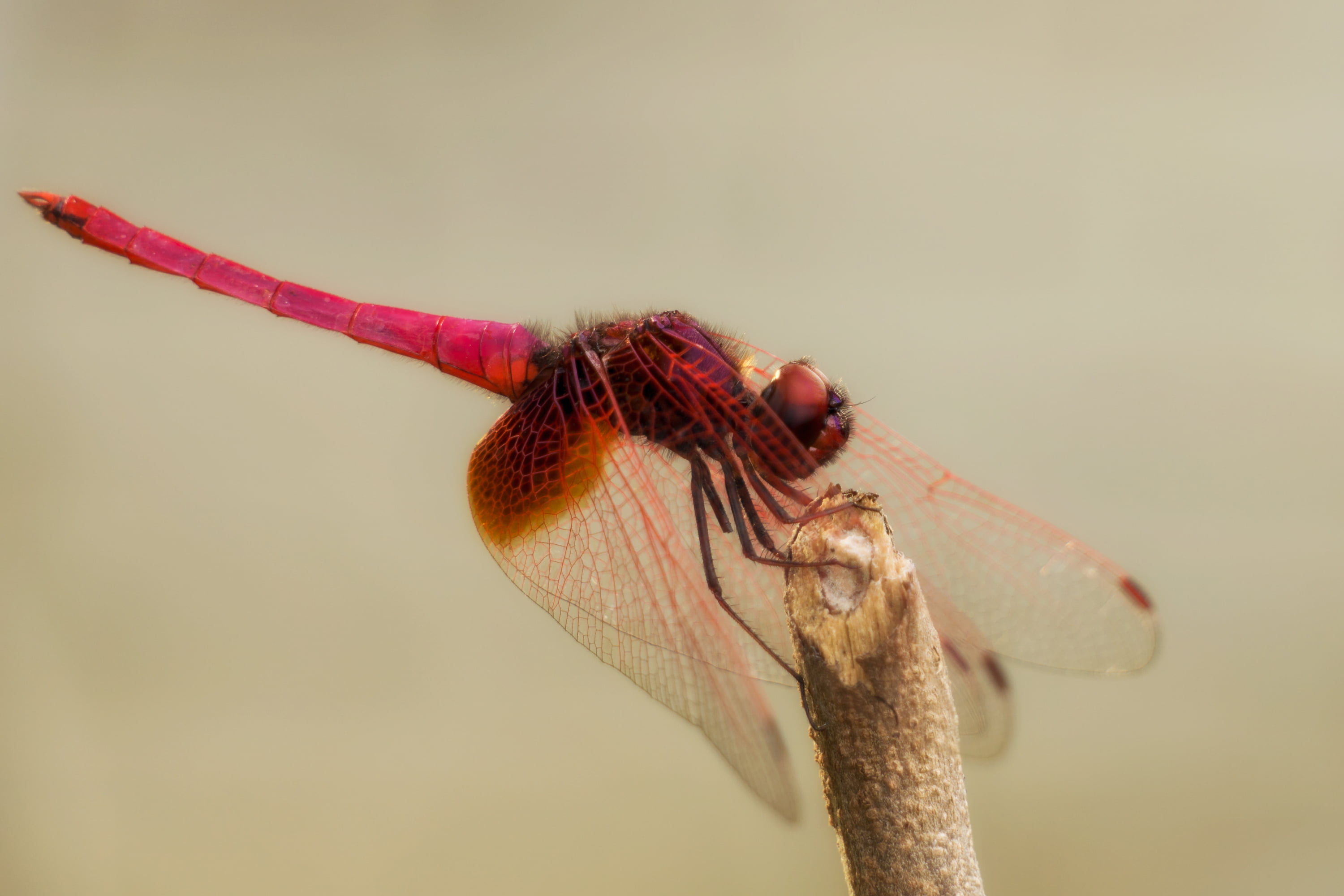 cut, Extension Tube, Insect, 2K, dragonfly, Outdoor, closeup photography, flame, brown, darner, stick, photography, macro, sel55210, perched, closeup, HD Wallpaper