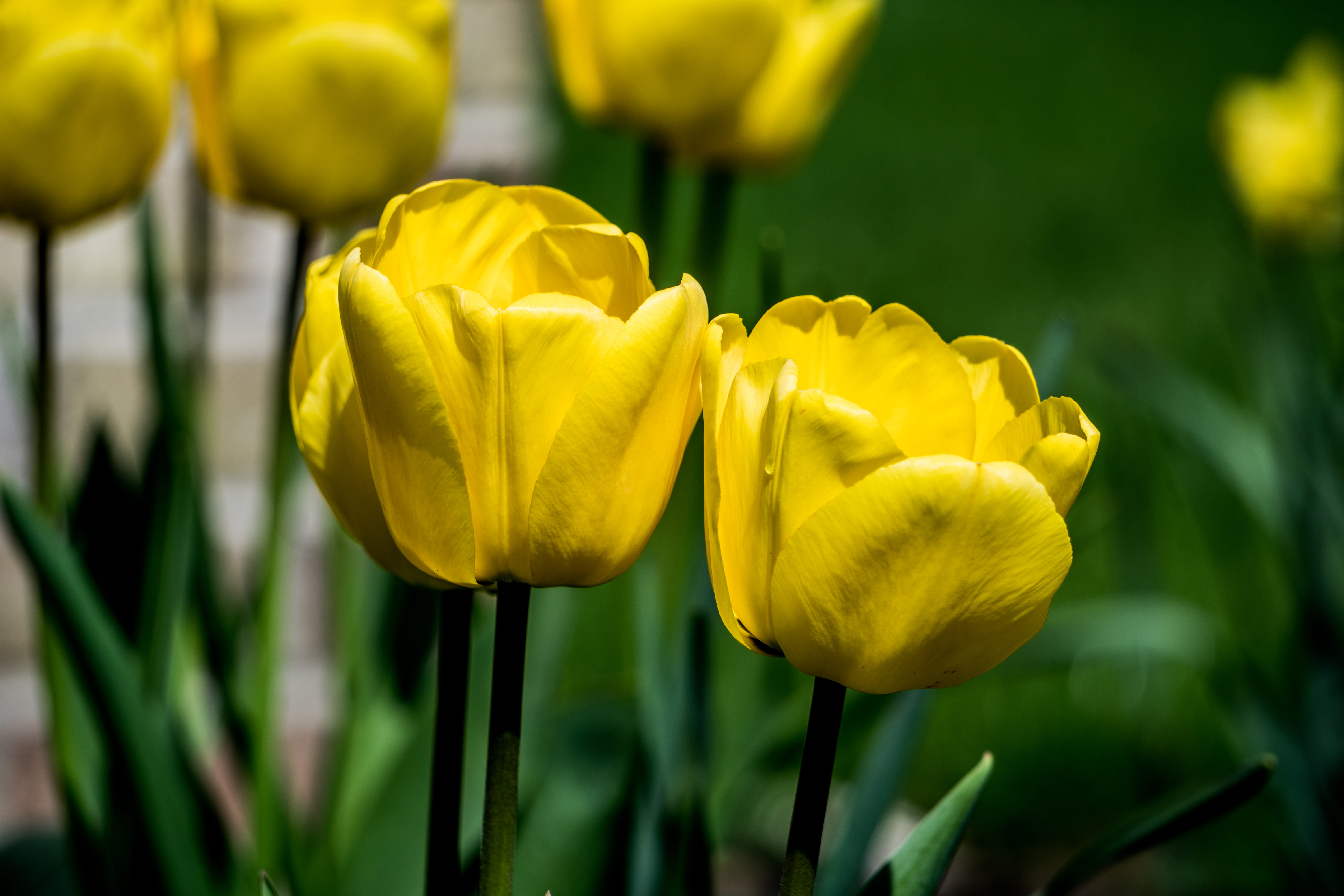 vulnerability, day, flowering plant, sony, dew, no people, freshness, beauty, flower, bg, springtime, plant stem, green color, fragility, water, us, yellow, HD Wallpaper
