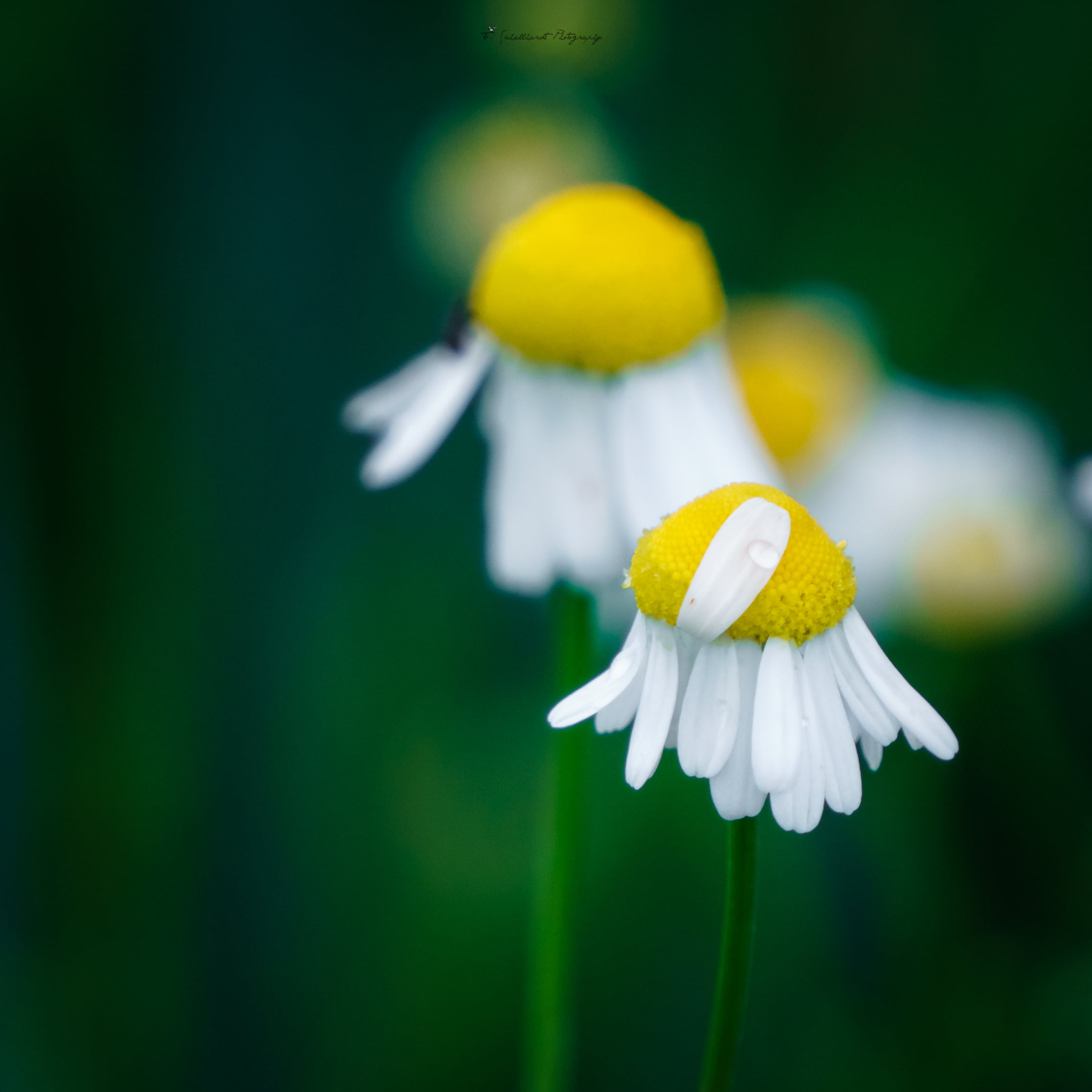 sony  a6000, green Color, up, petal, 1080P, daisy, springtime, white, nature, beauty In Nature, close-up, yellow, white daisy, After the Storm, flower, Phone HD Wallpaper