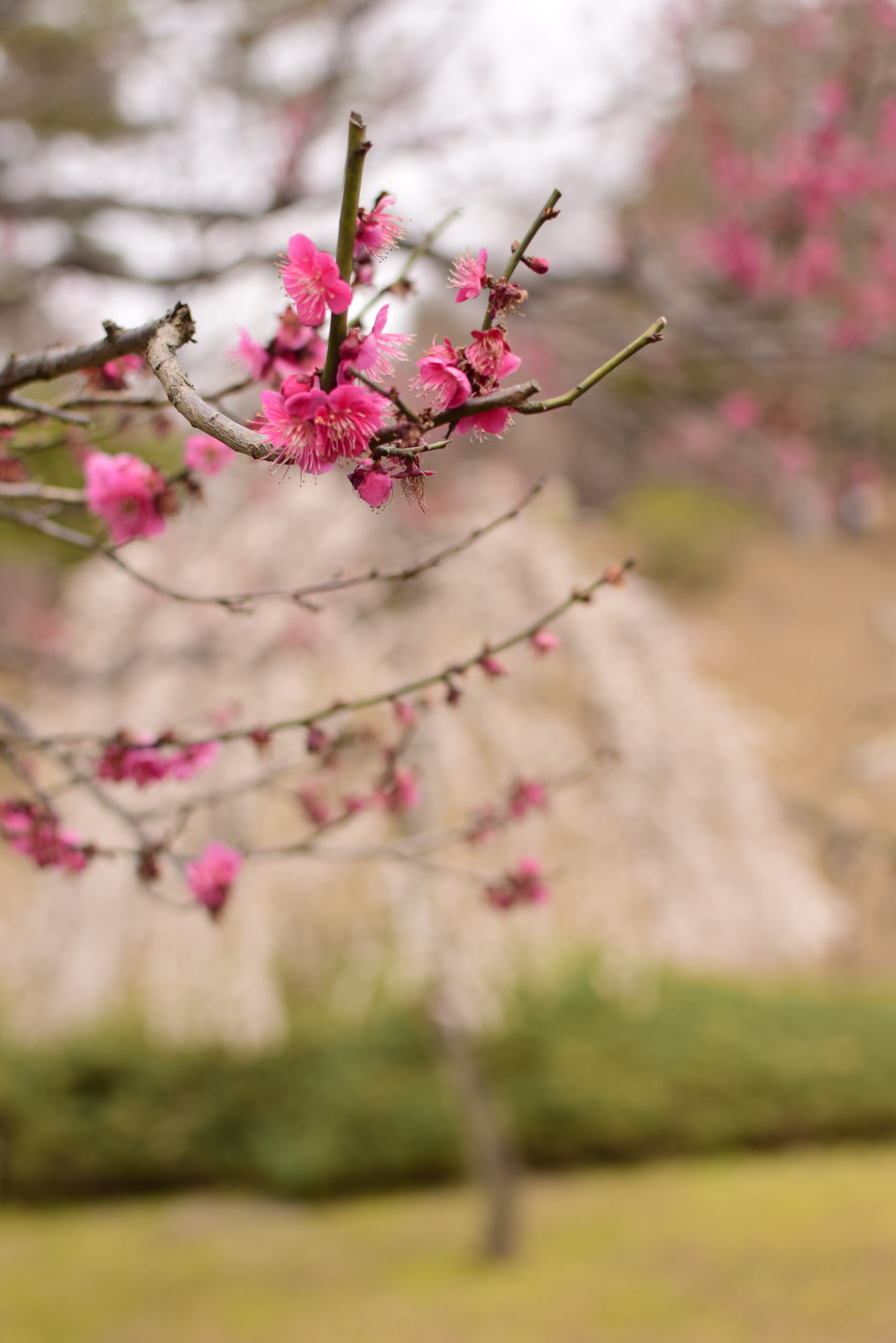 4K, beauty in nature, nature, plum blossom, day, no people, flower, cherry blossom, vulnerability, plant, flower head, springtime, tree, extension tubes, Phone HD Wallpaper