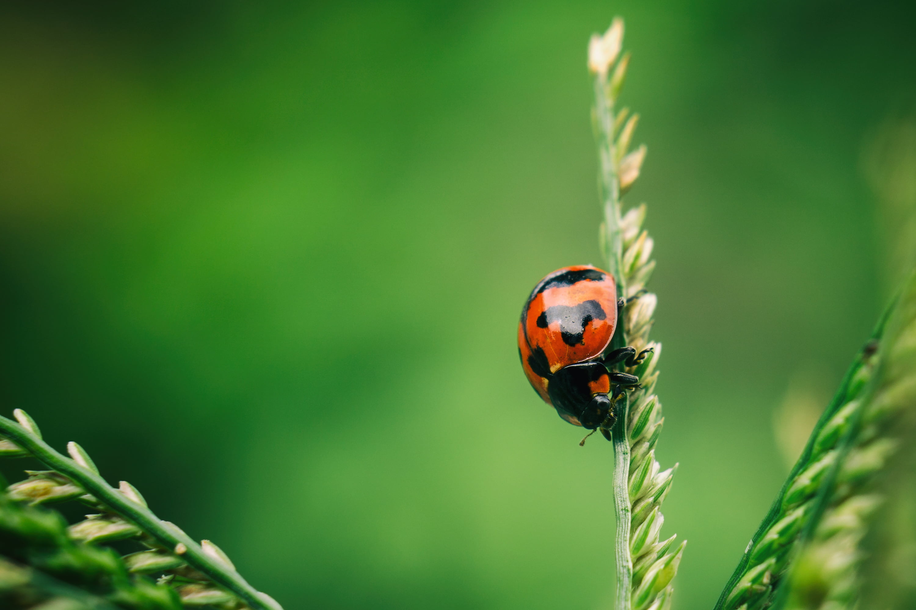 hobby, Ladybird, wheat, Insect, outdoor, red, Sony A6000, sel50f18, Extension Tube, 2K, animal planet, red and black, black, macro, HD Wallpaper