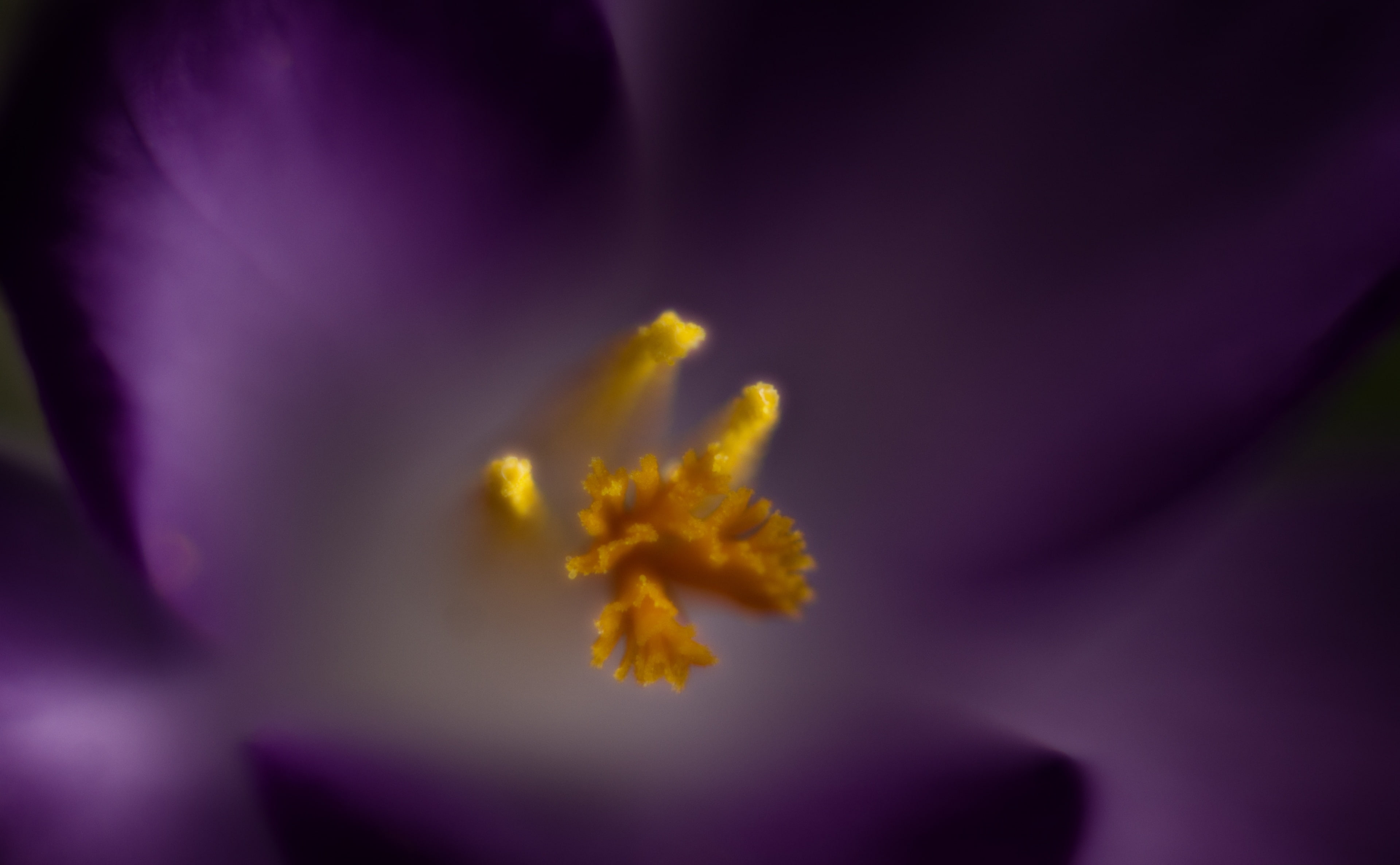 flower head, growth, Purple, petal, yellow, abstract, Flower, extension, stamens, 50mm, flowering plant, Crocus, pollen, fragility, Aero, soft focus, freshness, HD Wallpaper