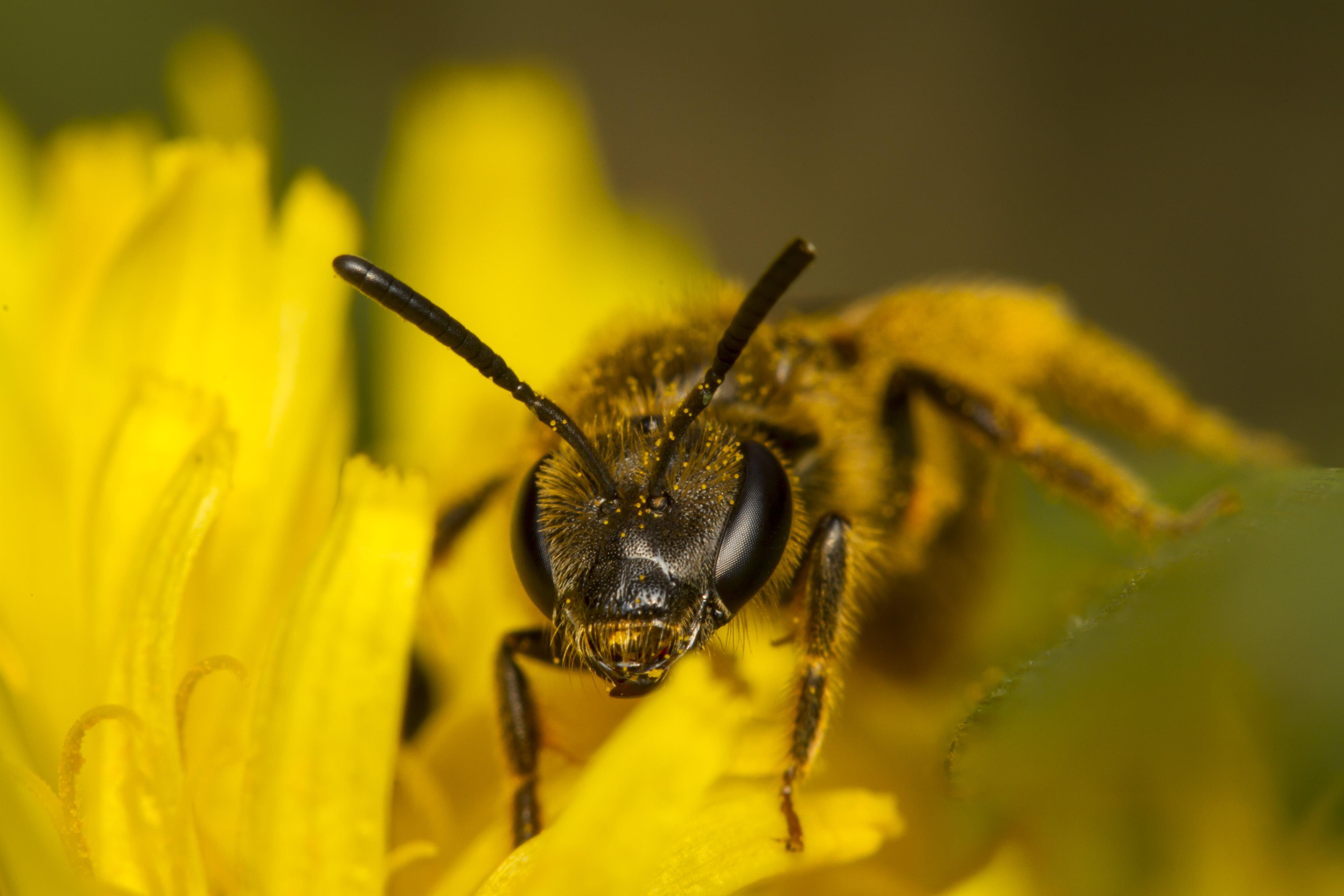closeup photography, insect, Flash, closeup, USM, flower, Canon 7D, Macro, perched, Eyes, modifier, Outdoors, close-up, Peterborough, 60mm, dandelion, nature, HD Wallpaper
