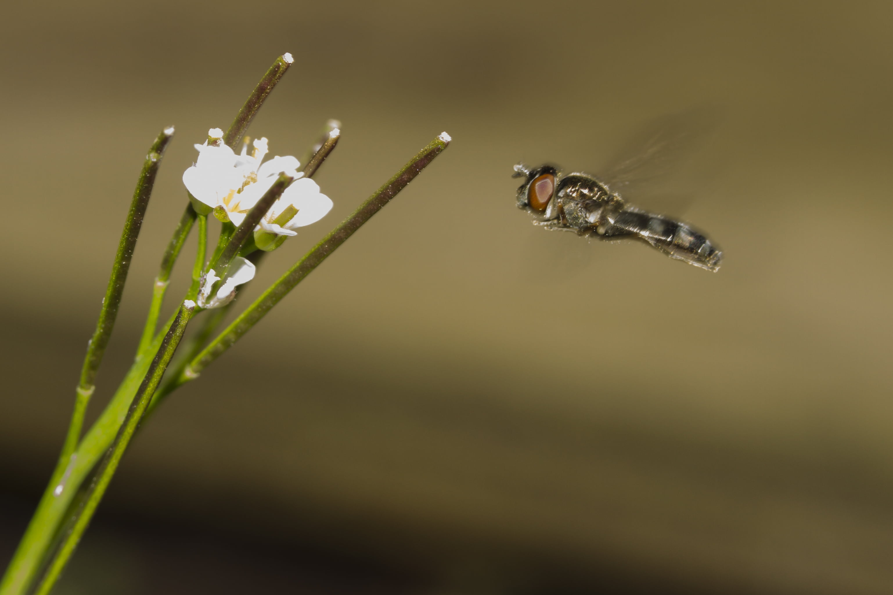 Garden, Outdoors, Extension, in-flight, Hoverfly, Canon 7D, black, Valentine, gray, Macro, Tubes, Peterborough, summer, in flight, 60mm, insect, Manic, HD Wallpaper