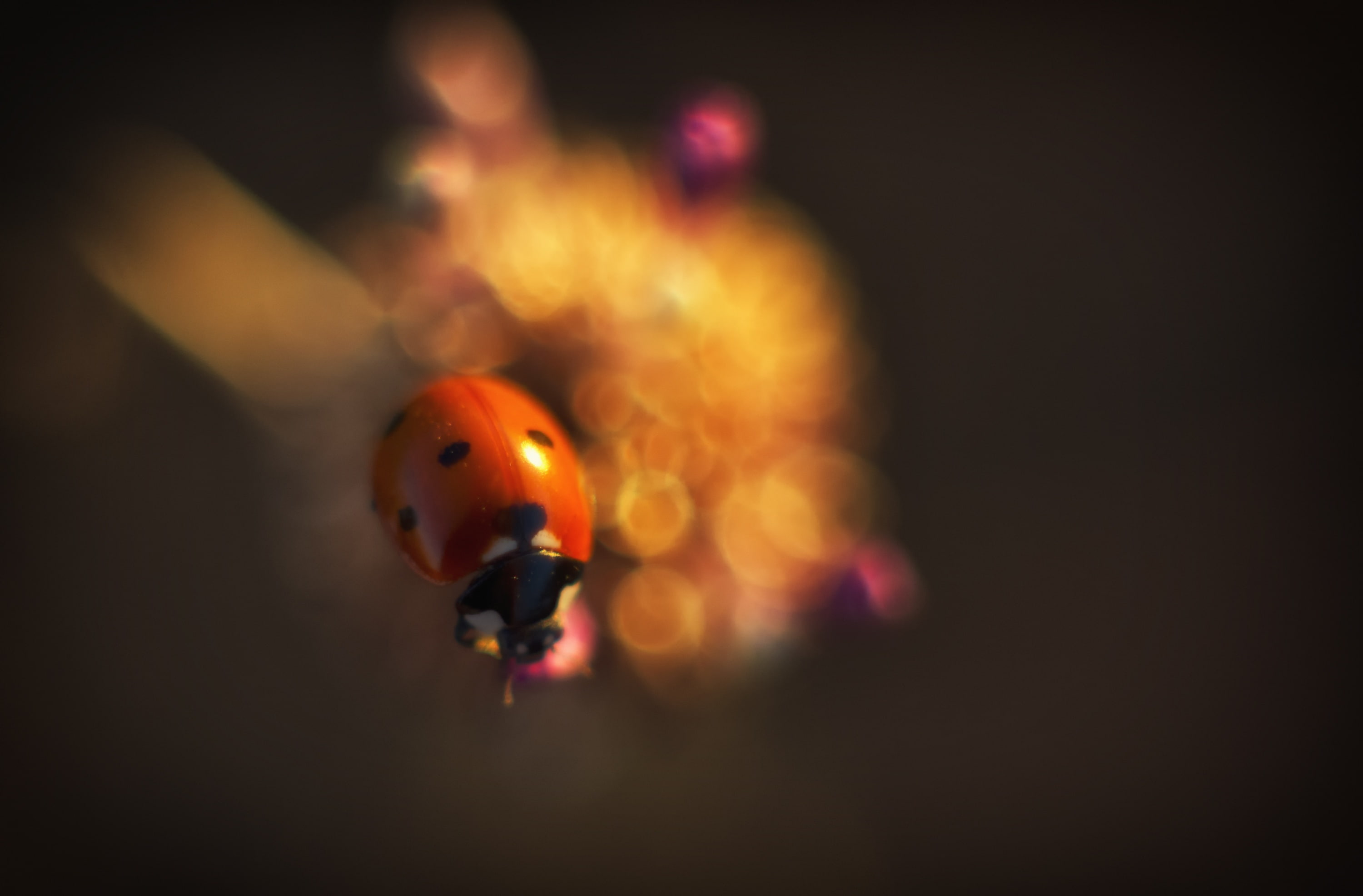 Spots, 2K, one person, indoors, nature, animal themes, mid-air, animal, illuminated, Sunset, close-up, motion, unrecognizable person, Ladybug, light, focus on foreground, HD Wallpaper