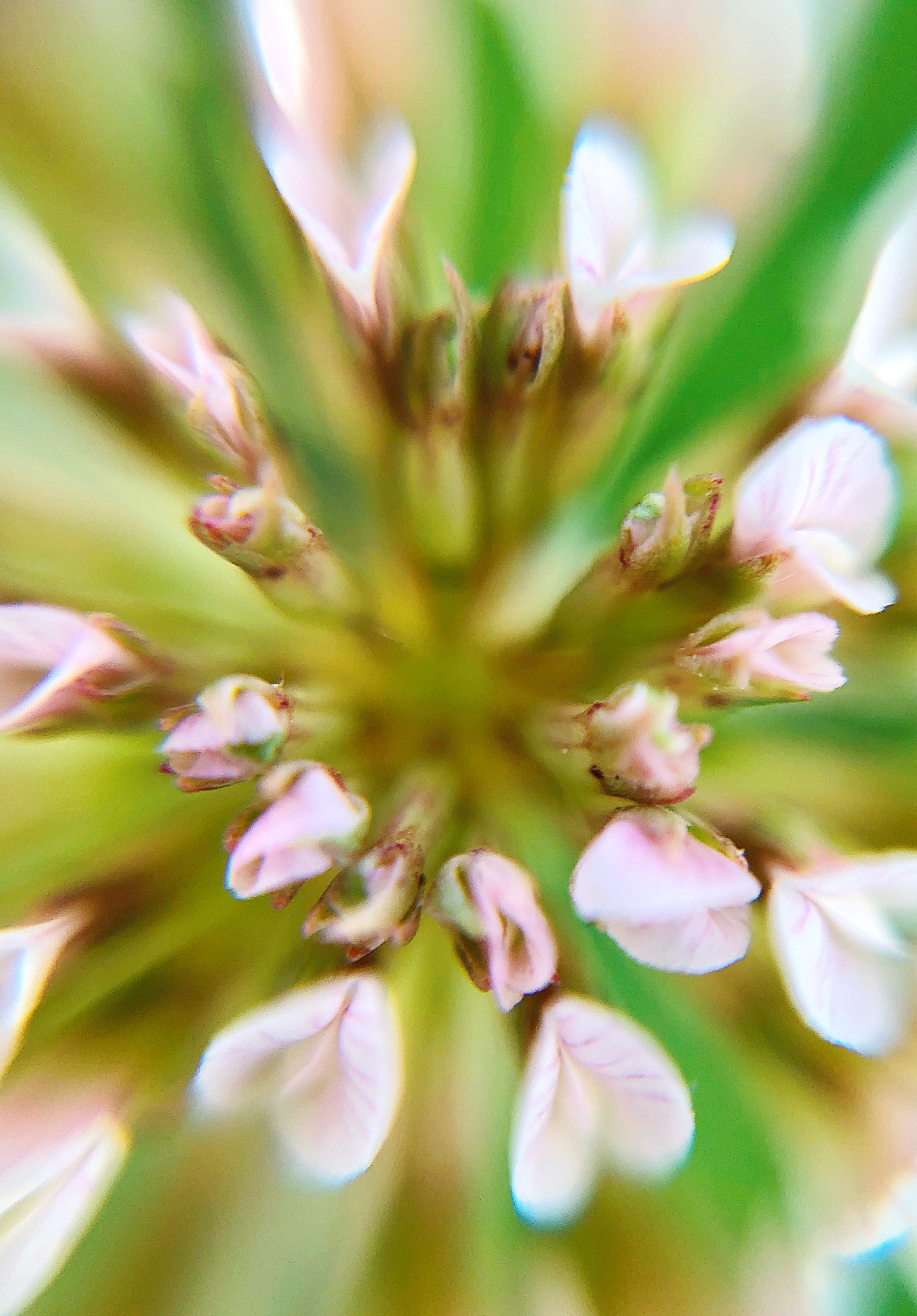freshness, 2K, outdoors, growth, beauty in nature, selective focus, pollen, nature, flower, plant, inflorescence, springtime, vulnerability, fragility, Phone HD Wallpaper