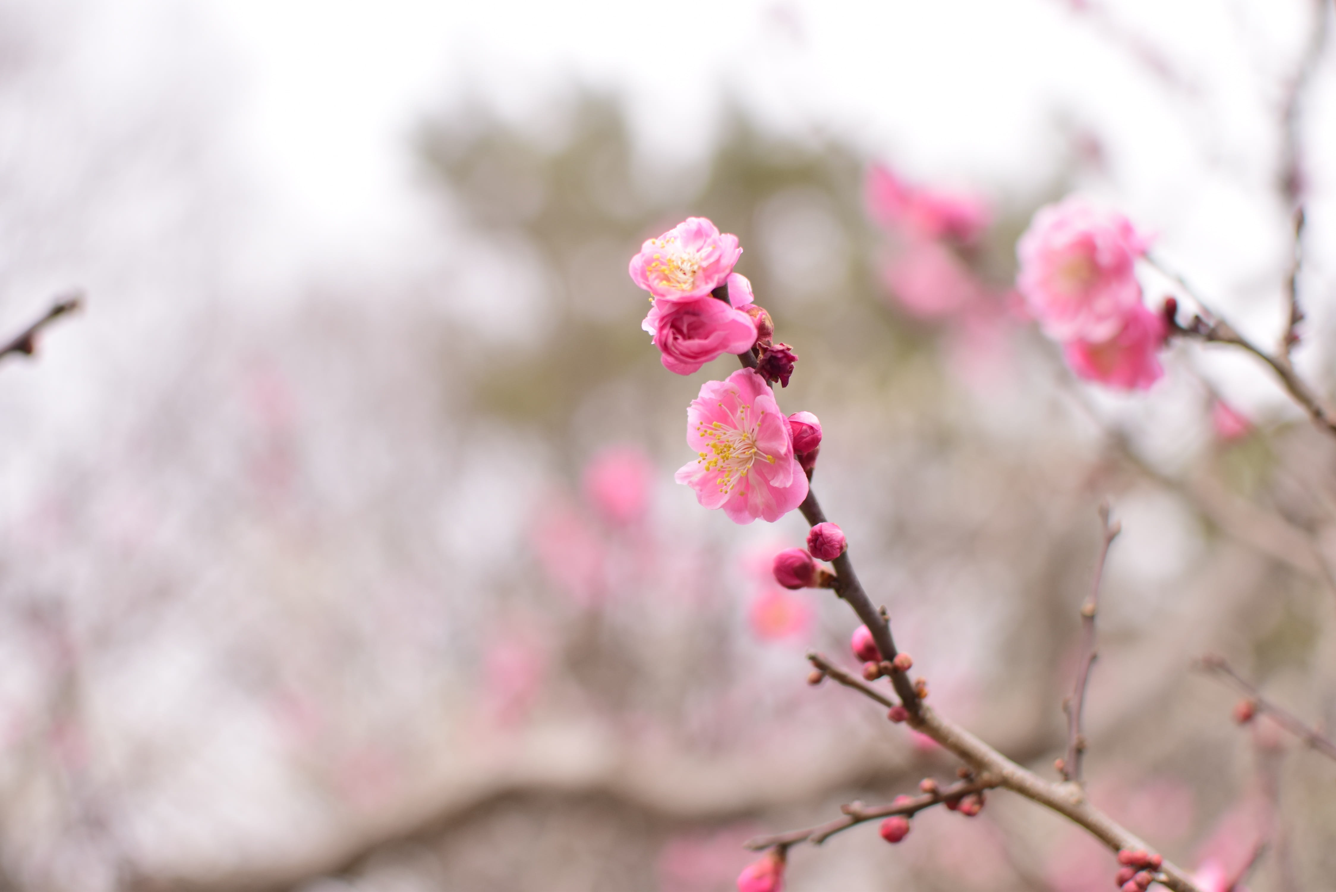 vulnerability, flowers, flower head, focus on foreground, growth, beauty in nature, plum blossom, branch, tree, cherry tree, outdoors, plant, freshness, HD Wallpaper