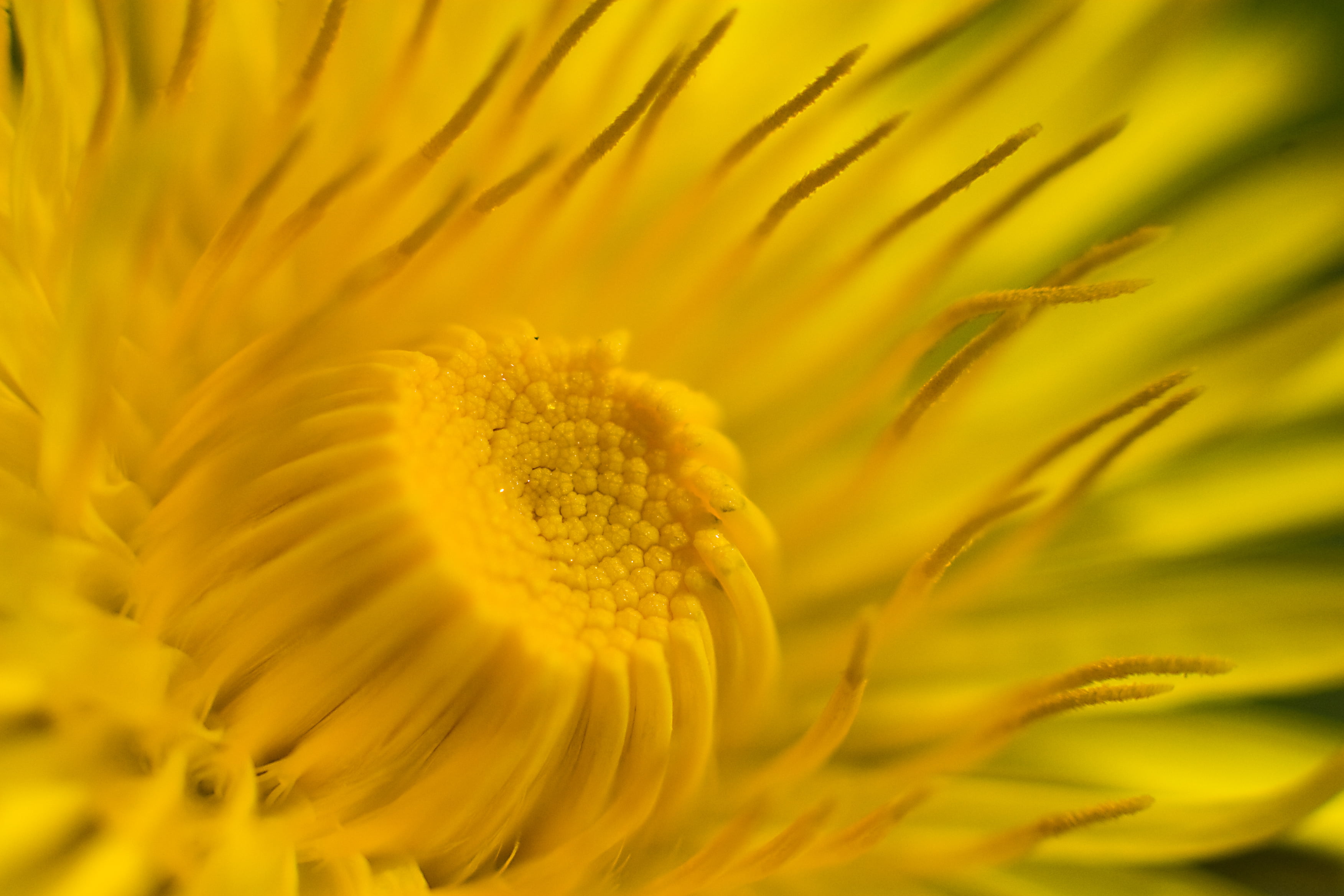 f/4, shot, 2K, Canon EOS 30D, petal, macro, flower Head, close-up, extension tube, macro shot, sunflower, nature, single Flower, beauty In Nature, summer, HD Wallpaper