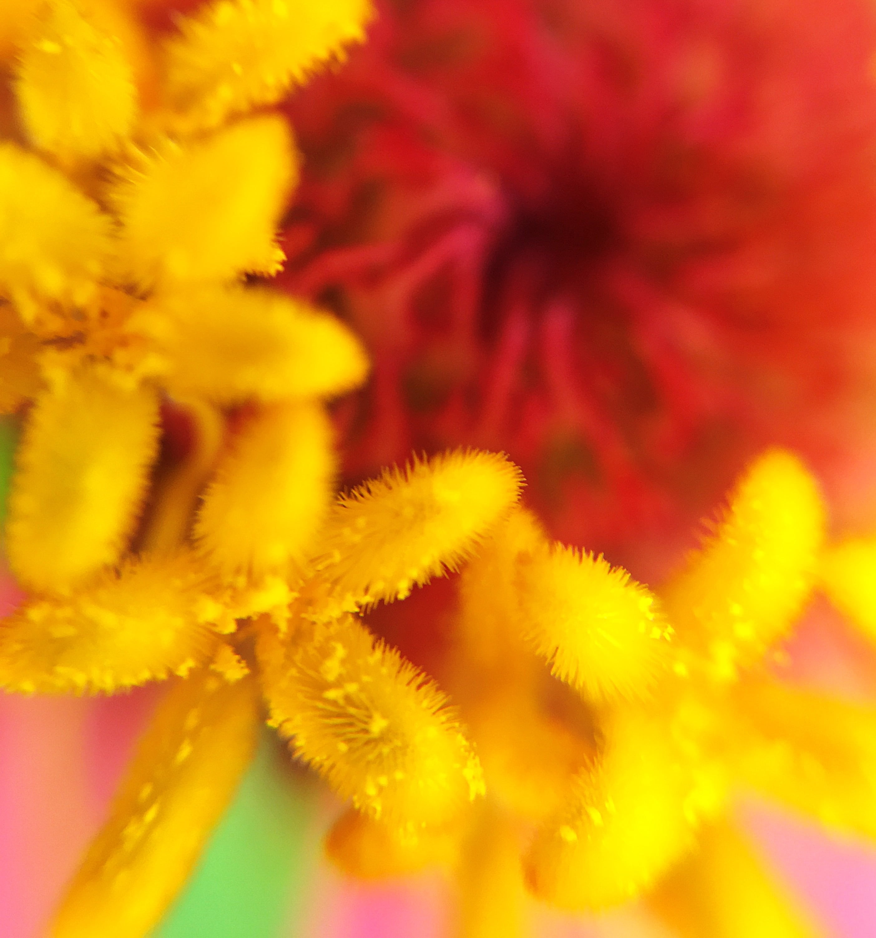 softness, nature, pollen, day, soft focus, flowering plant, close-up, springtime, fragility, flower, inflorescence, flower head, vibrant color, stamen, Phone HD Wallpaper