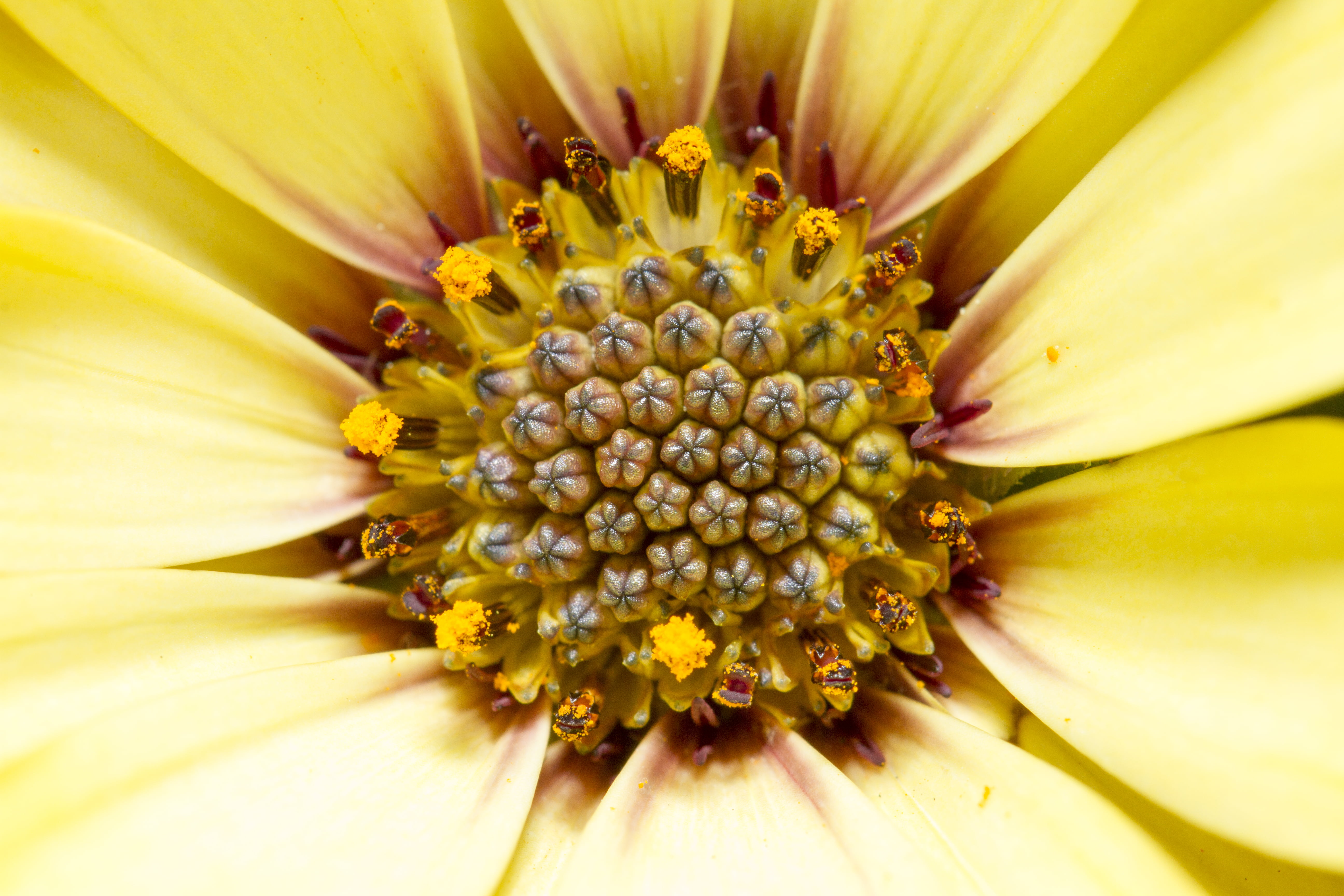 5K, f/2, Abstract, Stamen, Tubes, macro, macro photography, Canon 7D, Valentine, Extension, heart, Manic, USM, nature, Garden, flower, Calendula, Canon EF, HD Wallpaper