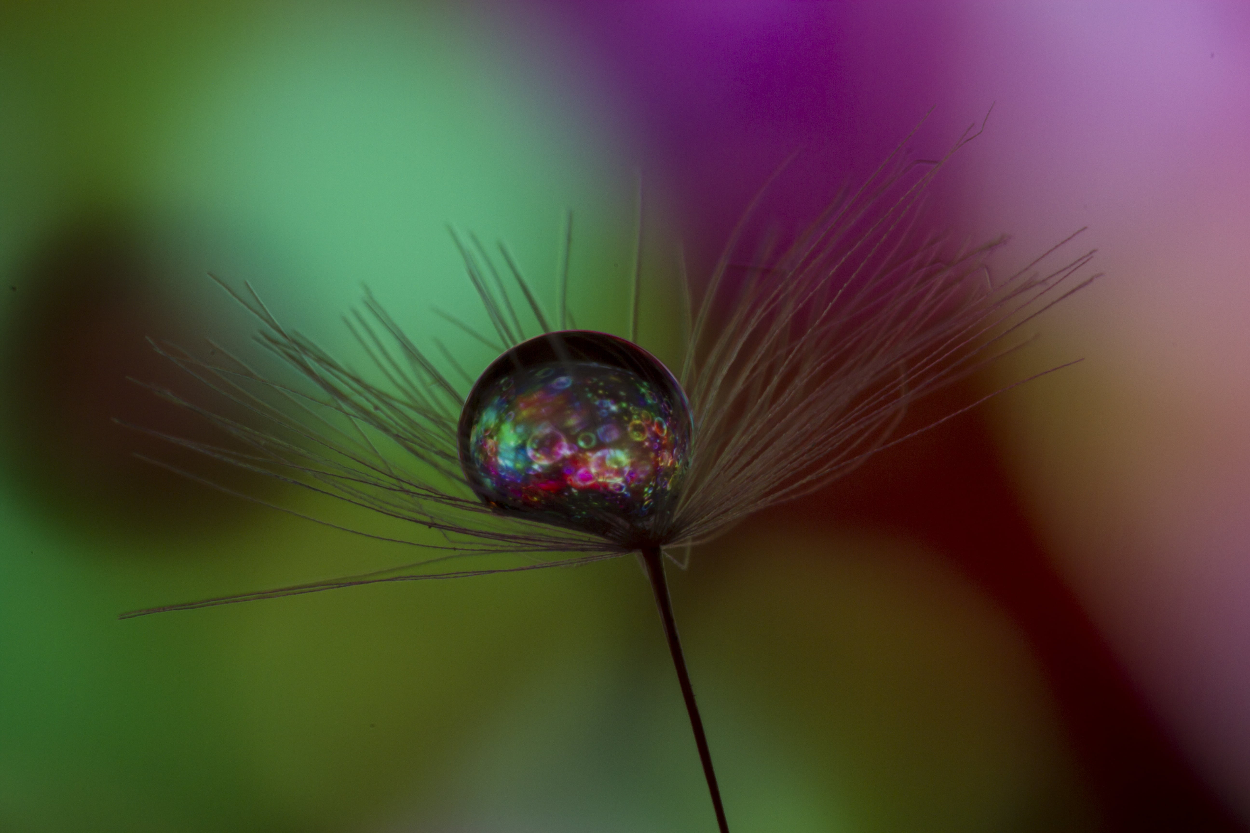 nature, Colours, water, backgrounds, Abstract, Refraction, Peterborough, Tabletop, Purple, focus, Canon 7D, Valentine, Tripod, Bubble, Water Drop, flowr, HD Wallpaper