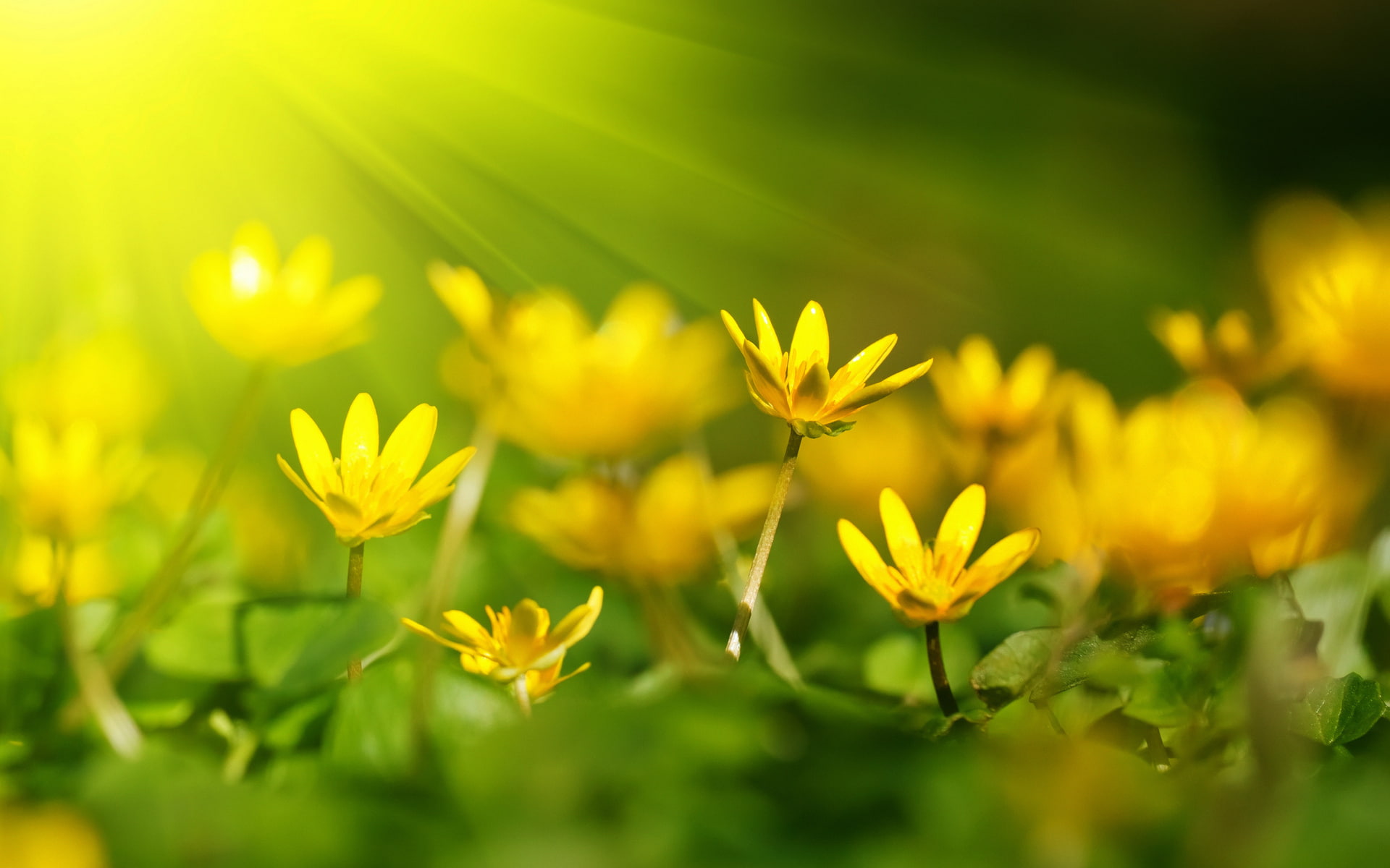 1080P, beams, sunlight, rays, bokek, HD Wallpaper