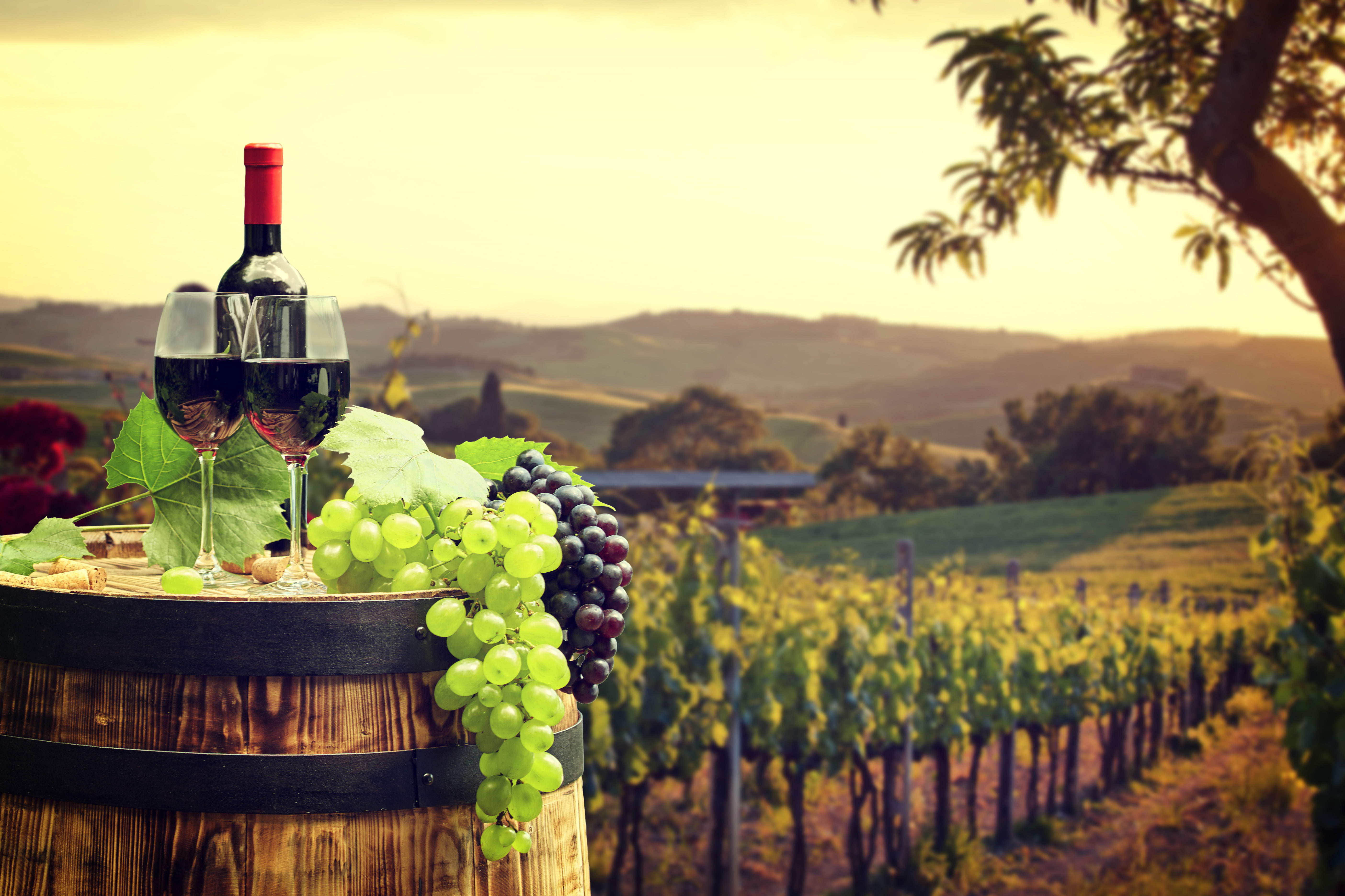 wine, barrel, plantation, 5K, bottle, glasses, bokeh, grapes, tube, field, green, red, leaves, landscape, HD Wallpaper