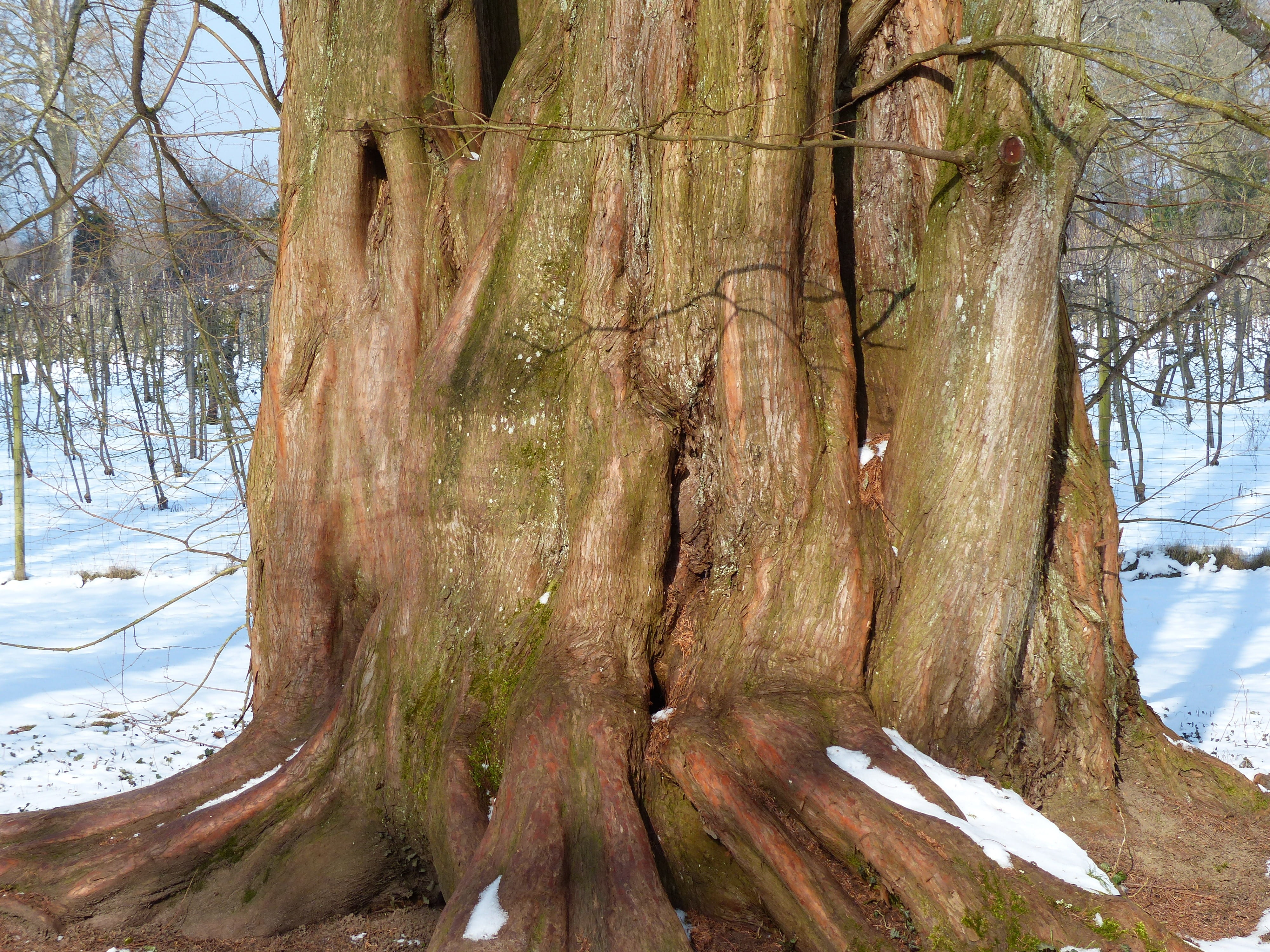 land, no people, 4K, powerful, tranquility, tree, geoskop redwood, bare tree, metasequoia, non-urban scene, bark, tree trunk, plant, Redwood, snow, cold temperature, HD Wallpaper