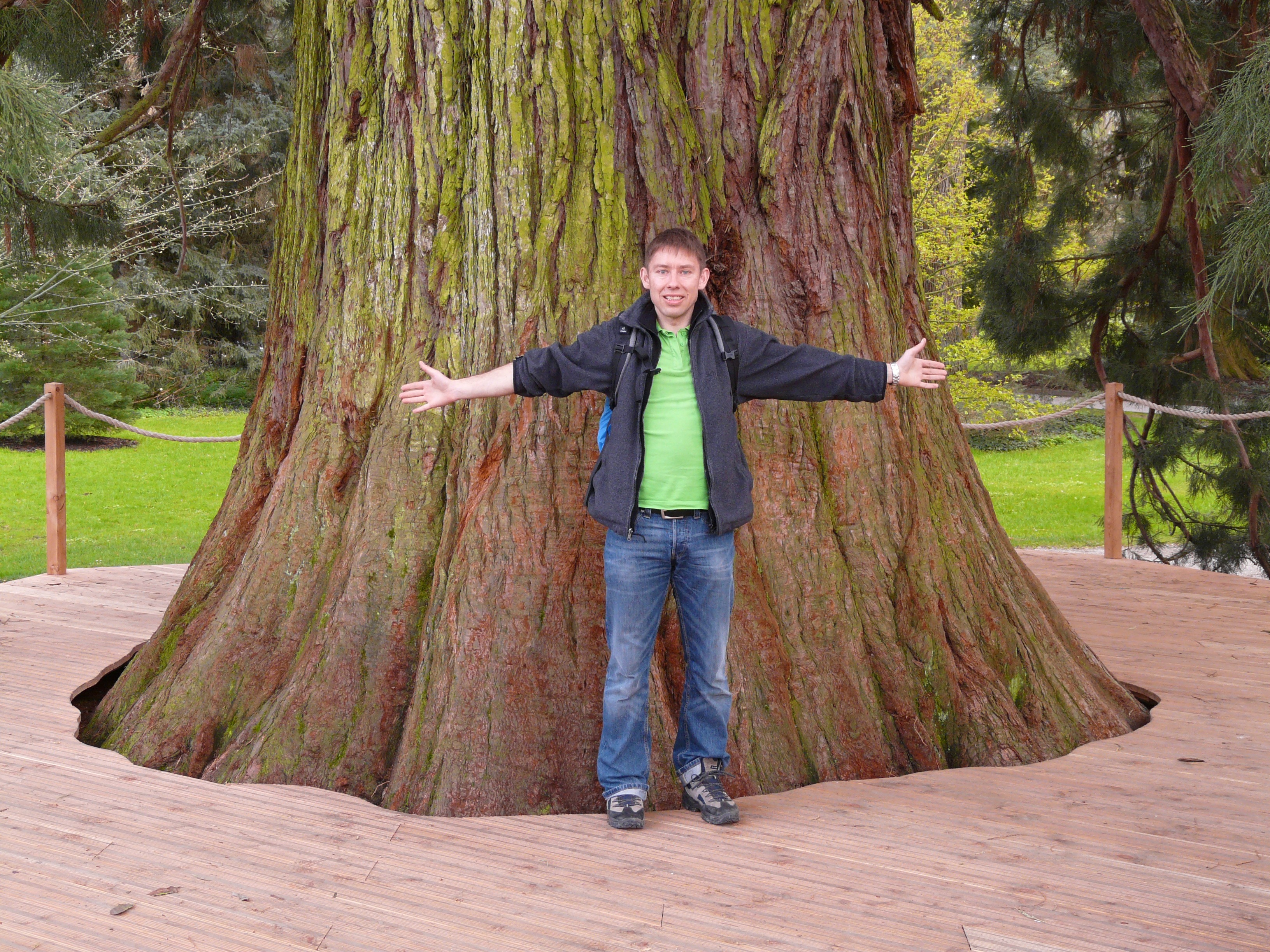 giant redwood, standing, bark, sequoioideae, sequoiadendron giganteum, young men, real people, lifestyles, sequoia, include, 2K, day, looking at camera, HD Wallpaper