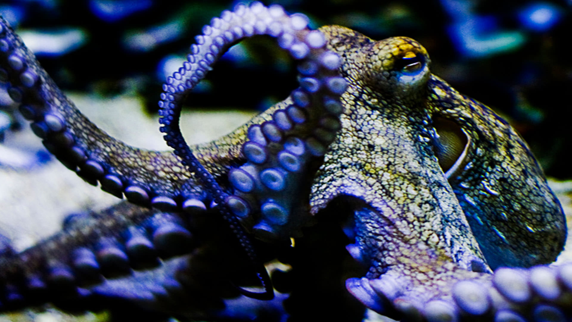 octopus, animals in the wild, nature, marine, selective focus, purple, no people, sea, awesome, animal head, animal body part, 1080P, focus on foreground, HD Wallpaper