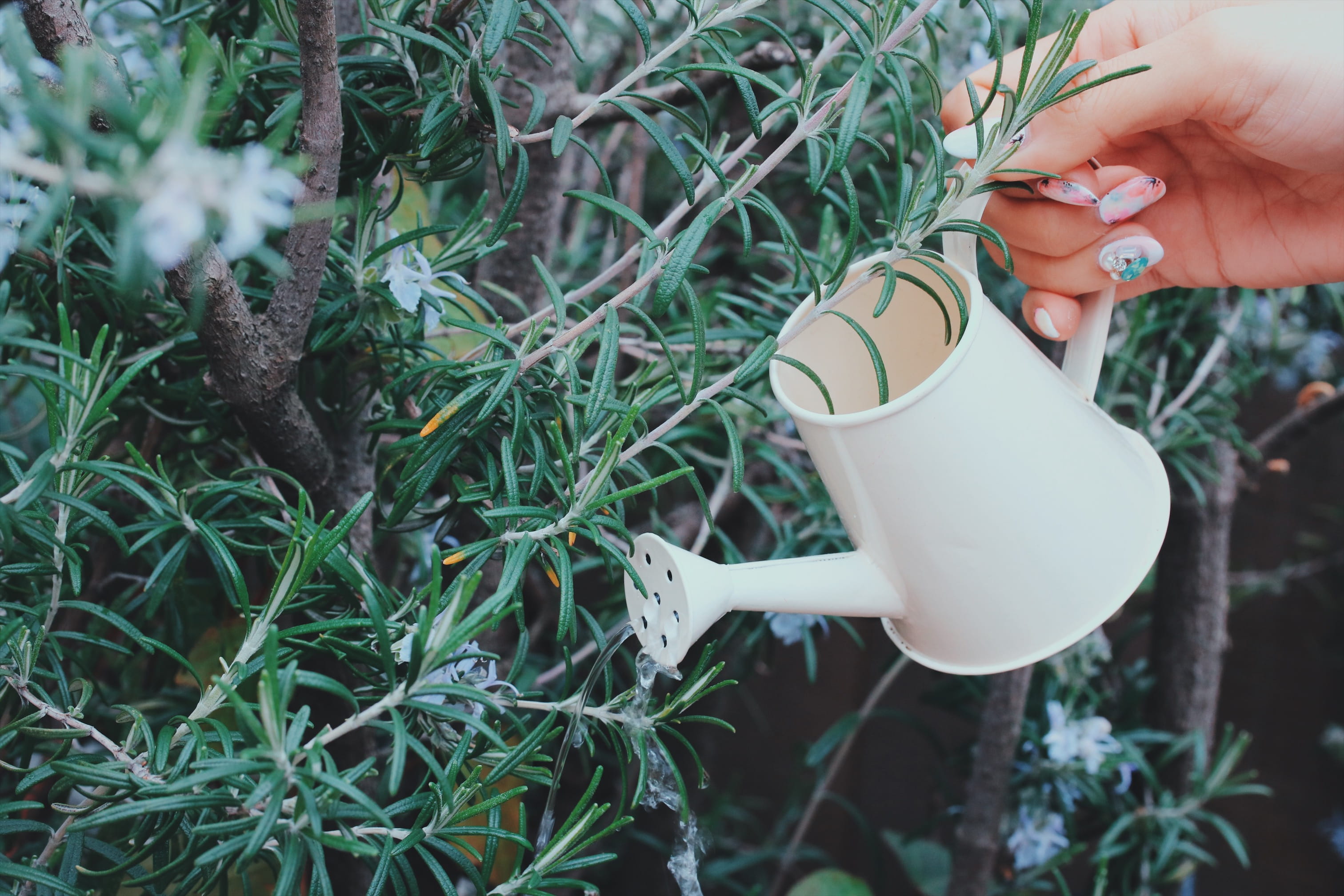 day, outdoors, plant, time, watering, growth, hand, person, real people, finger, tea - Hot Drink, gardening, green Color, 2K, cup, one person, body part, HD Wallpaper