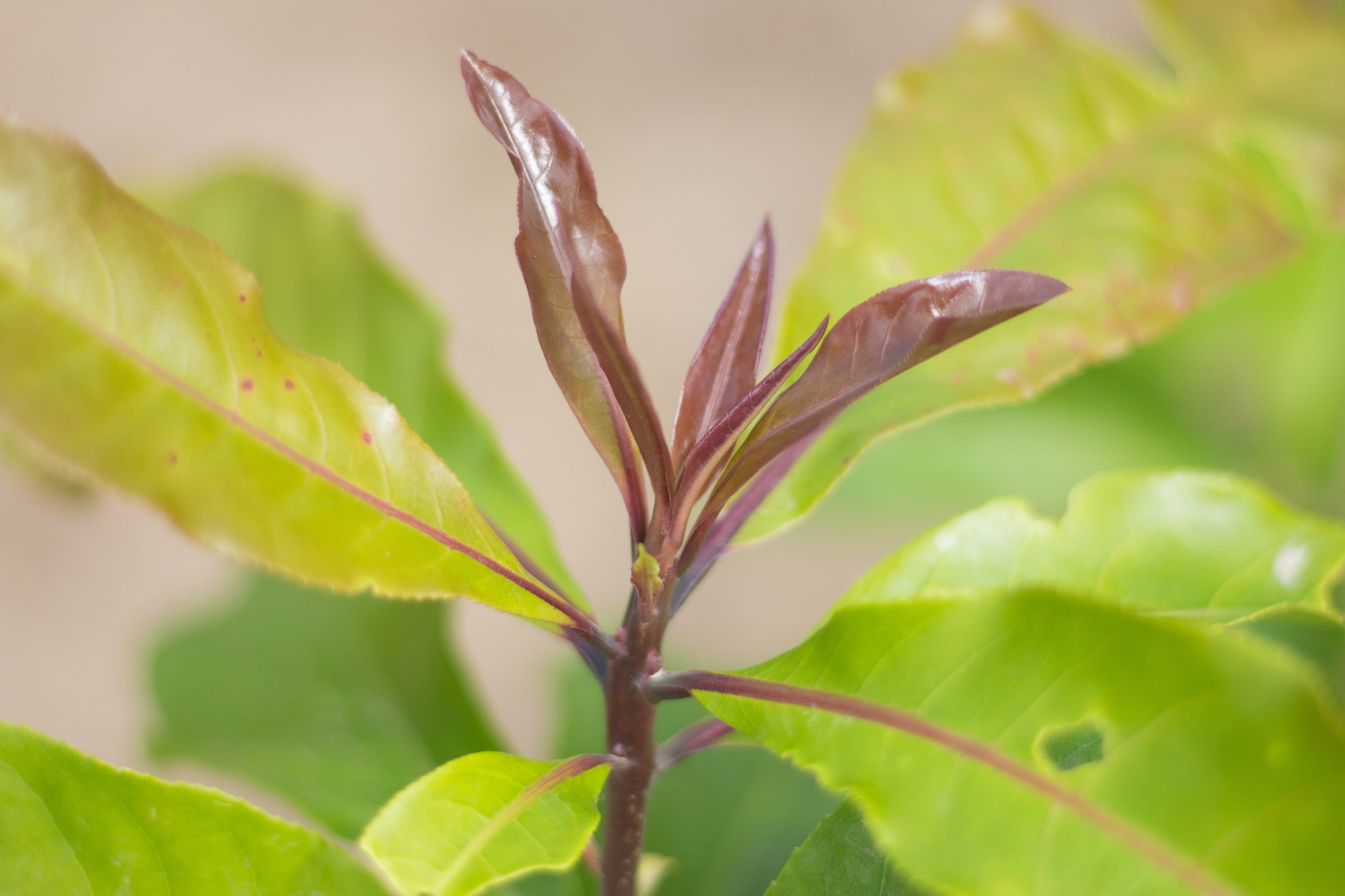 no people, bud loc, close-up, day, green color, tree loc sesame, beauty in nature, gardening, nature, 2K, spring, outdoors, clove, plant part, focus on foreground, HD Wallpaper