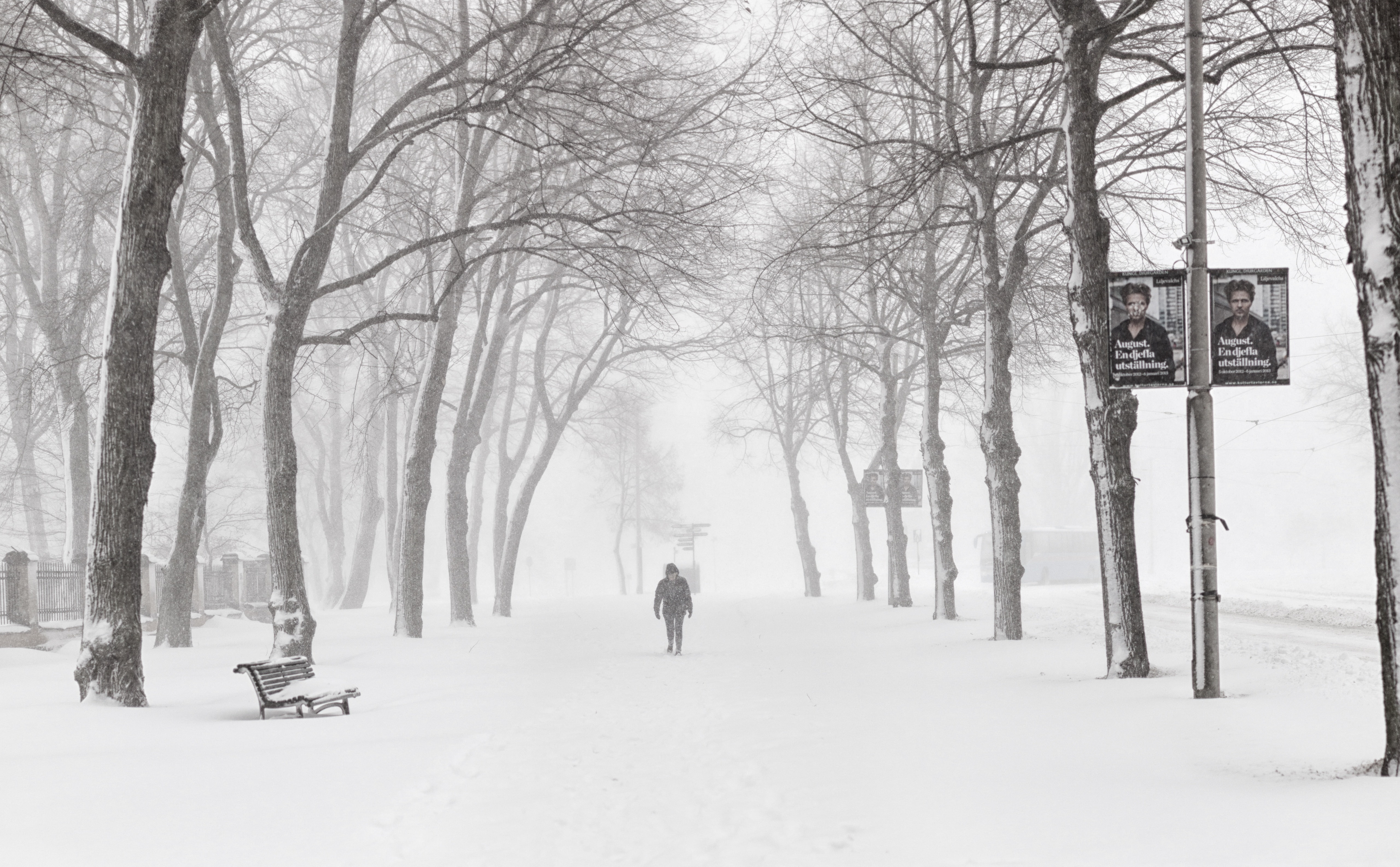 museet, Snow, extreme weather, outdoors, field, plant, tree, land, stockholmkommun, nature, lusthusporten, Blizzard, stockholms, Stockholm, Black and White, HD Wallpaper