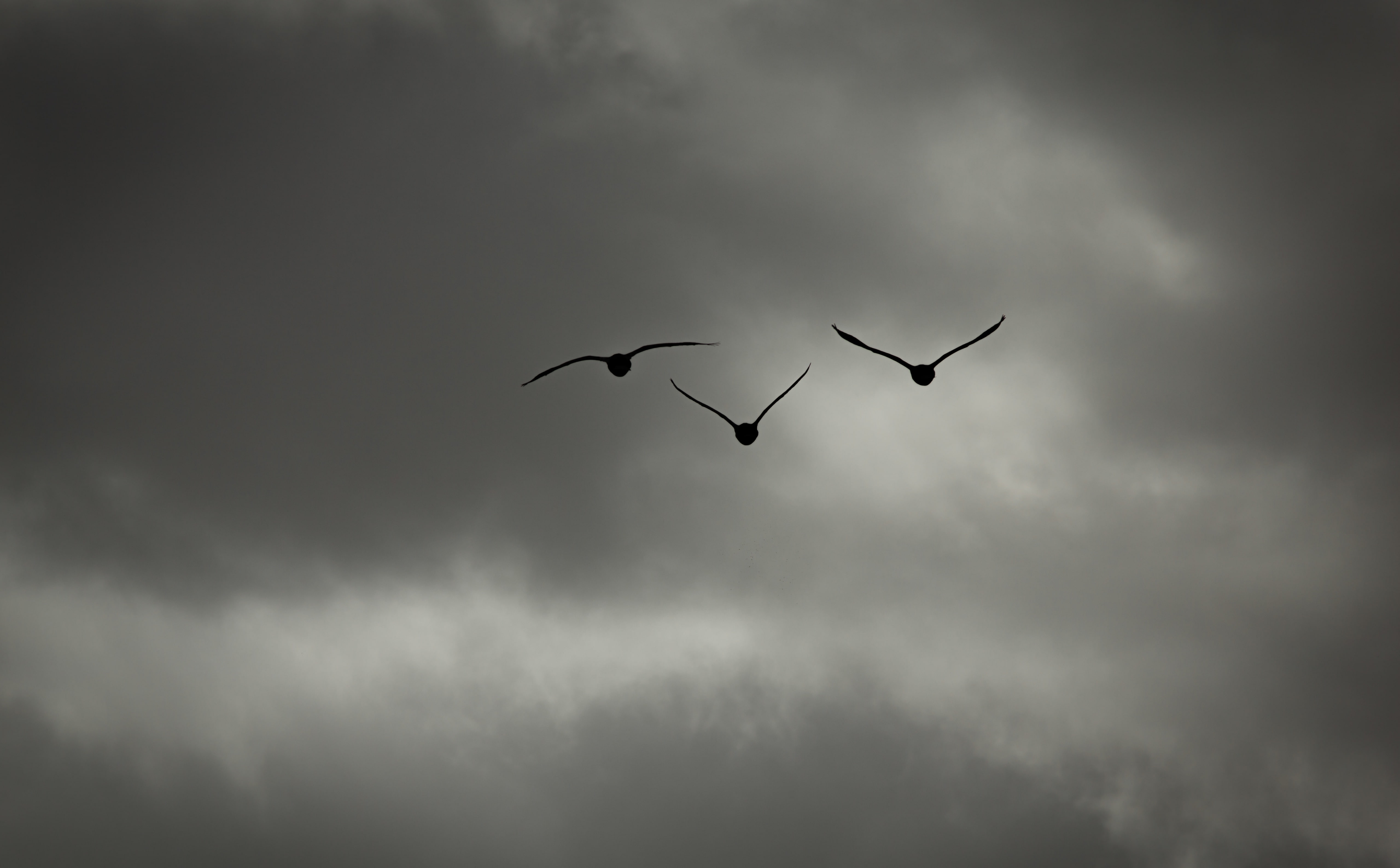 day, canon, animal wildlife, Overcast, outdoors, spread wings, Birds, Photography, Dramatic, Dark, canoneos5dmarkiii, phase, animal, low angle view, blackandwhite, HD Wallpaper