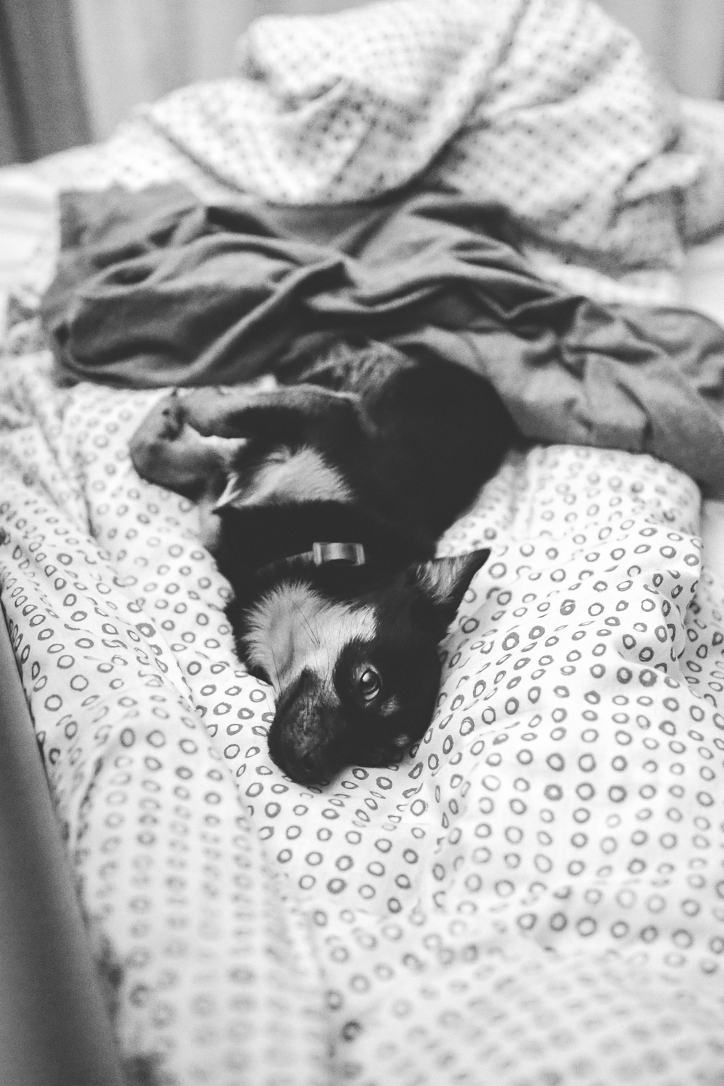 mammal, indoors, domestic animals, tired, furniture, bed, pet, bedroom, animal themes, blackandwhite, cute, puppy, comfortable, Dog, canine, no people, Phone HD Wallpaper
