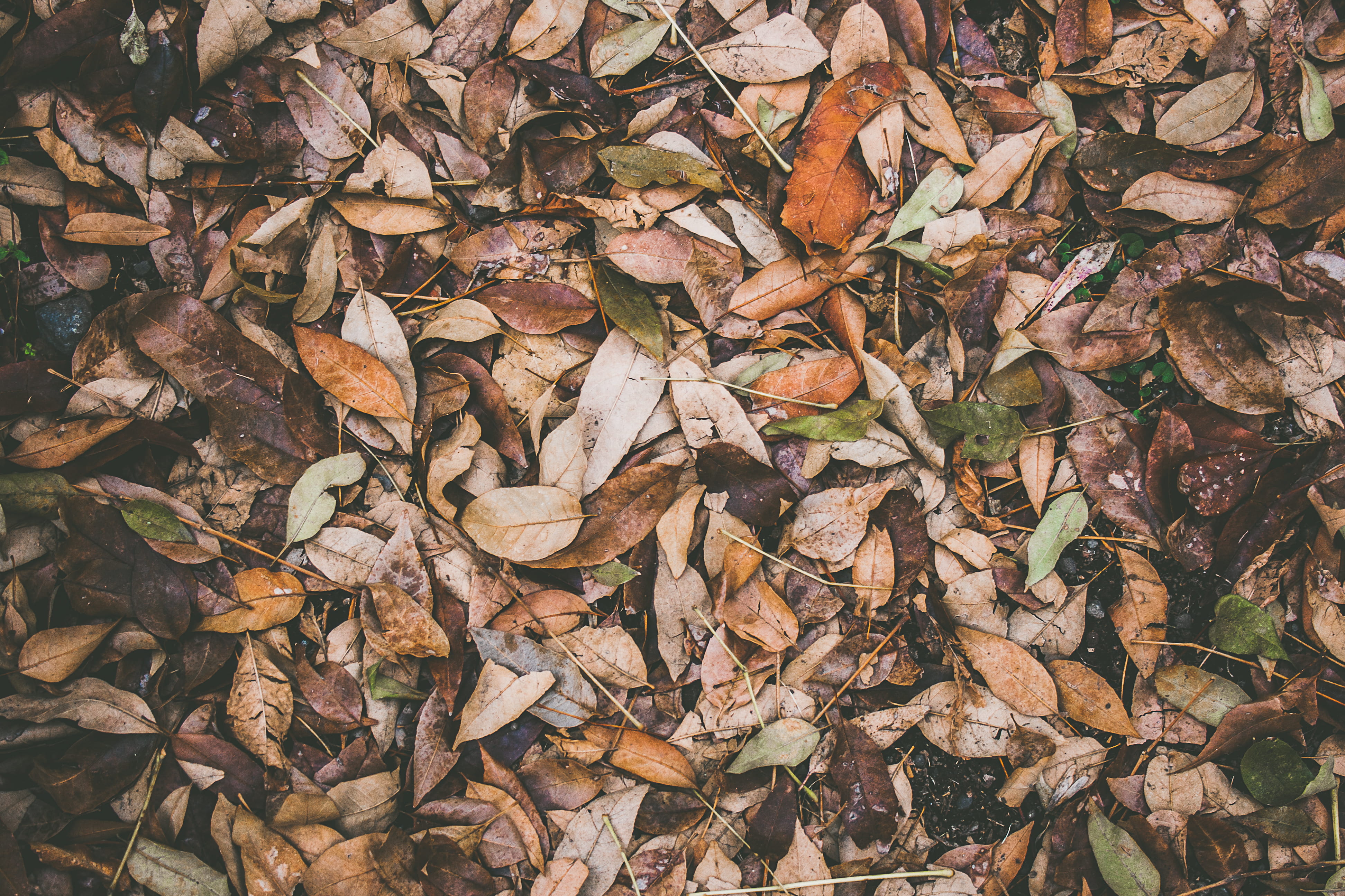 golden, nature, leaf, high angle view, autumn collection, copper, backgrounds, land, 4K, large group of objects, full frame, natural condition, day, change, HD Wallpaper
