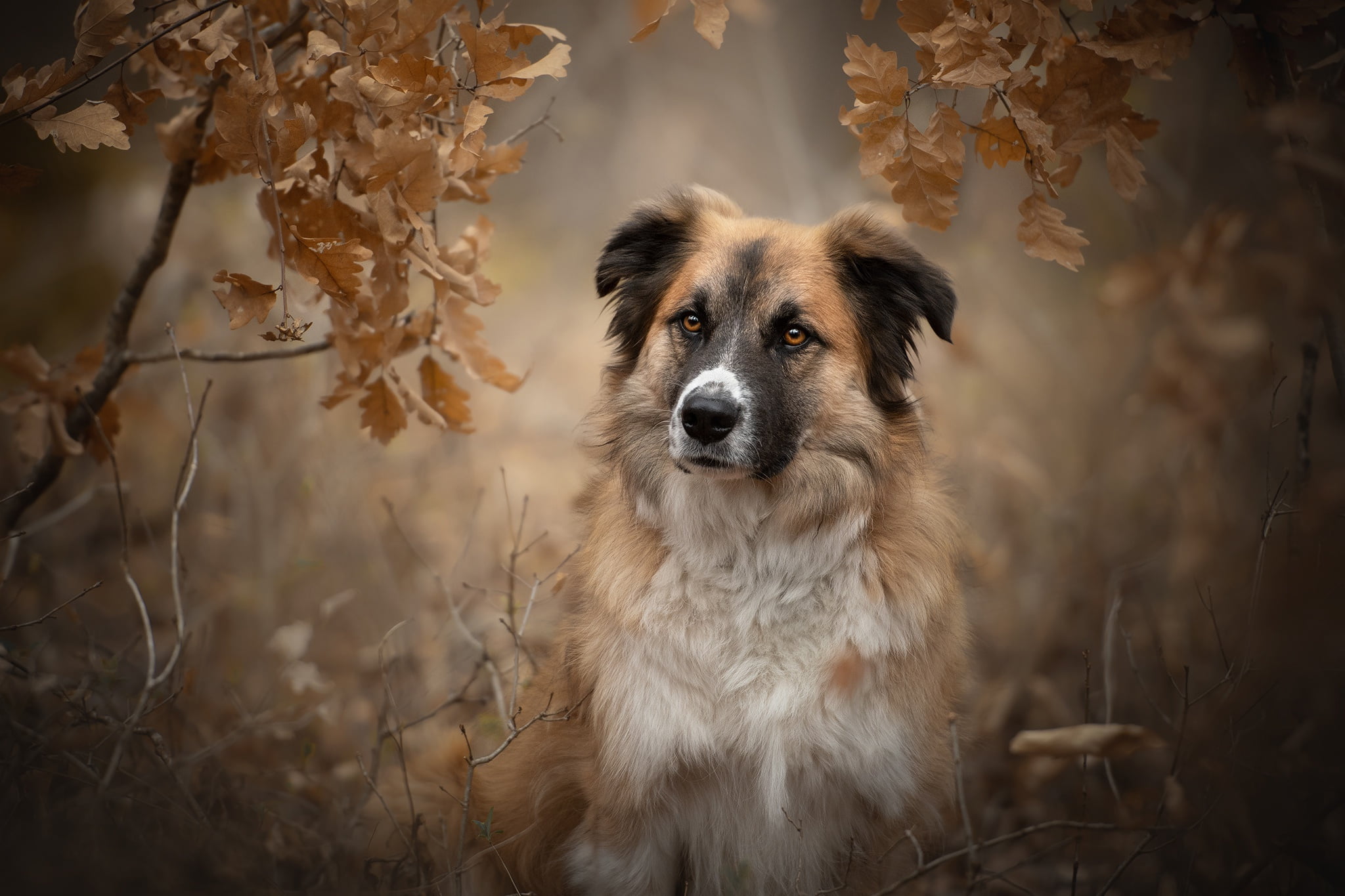 Unto, face, leaves, dog, The Atlas mountain dog, autumn, bokeh, portrait, look, 1080P, branches, HD Wallpaper