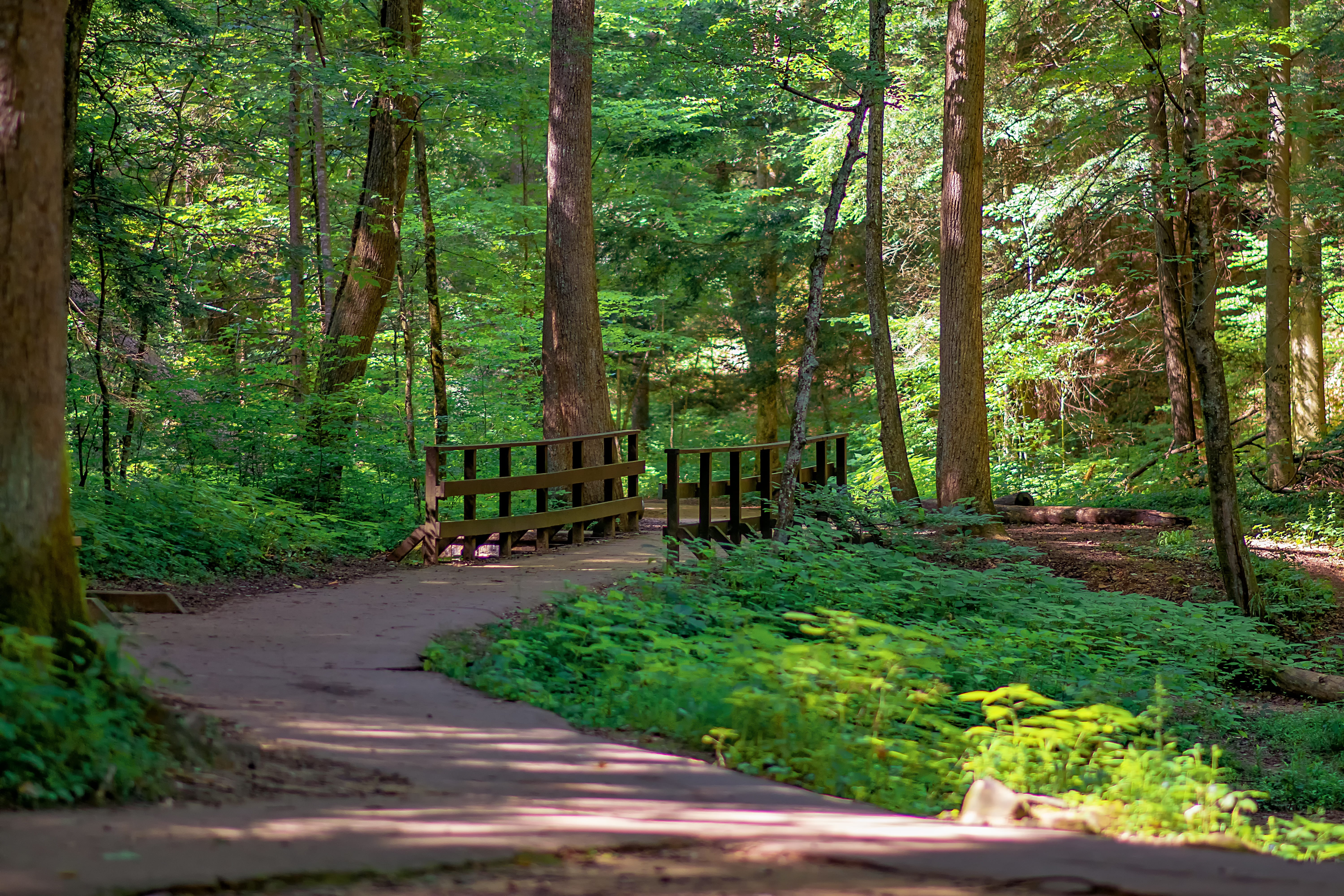 the way forward, plant, nature, woodland, no people, woods, path, day, non-urban scene, tree, green color, tranquility, growth, tree trunk, direction, outdoors, HD Wallpaper
