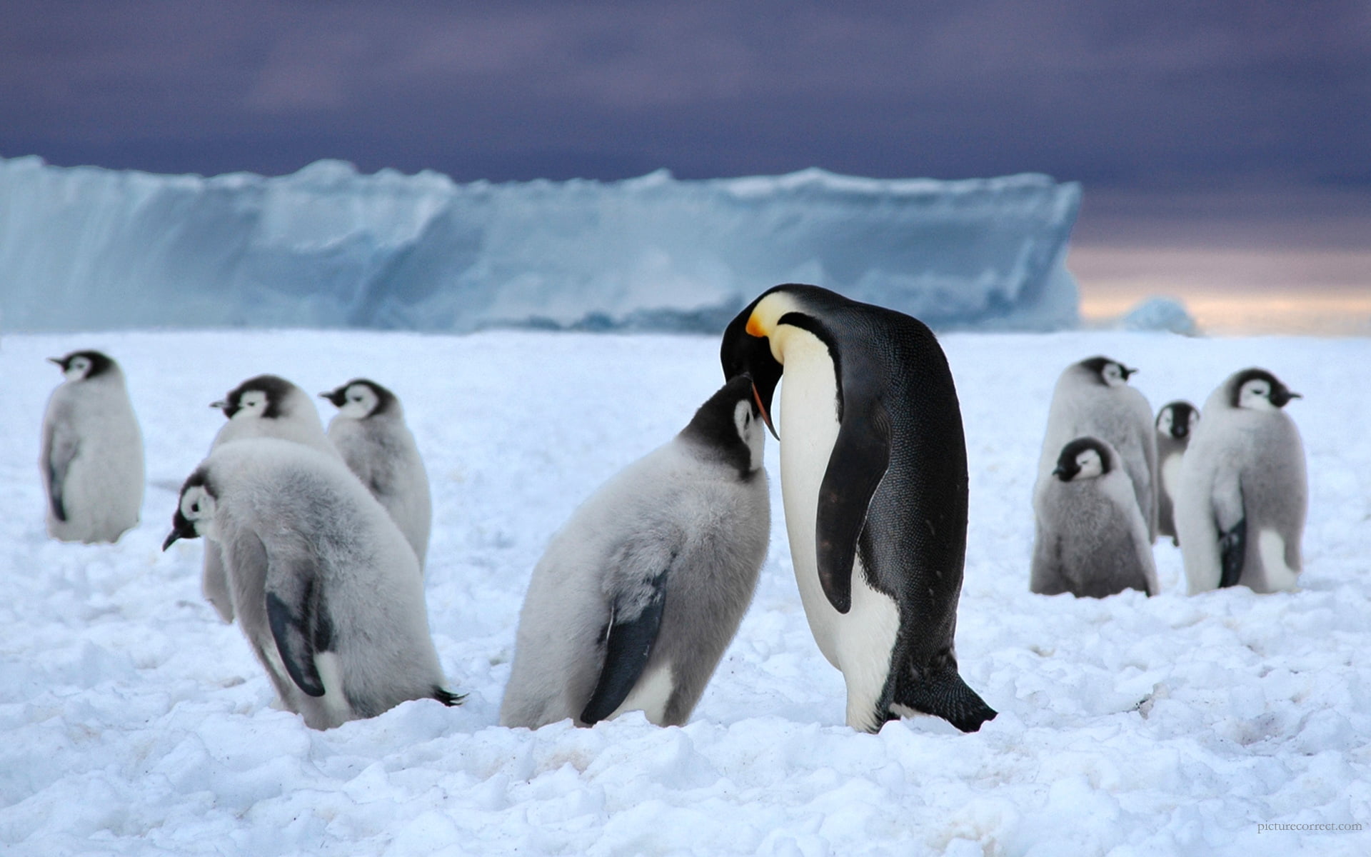 ice, frozen water, water, bird, gentoo Penguin, day, outdoors, cold - Temperature, white, arctic, pack, mammal, group Of Animals, colony, wildlife, animal, HD Wallpaper