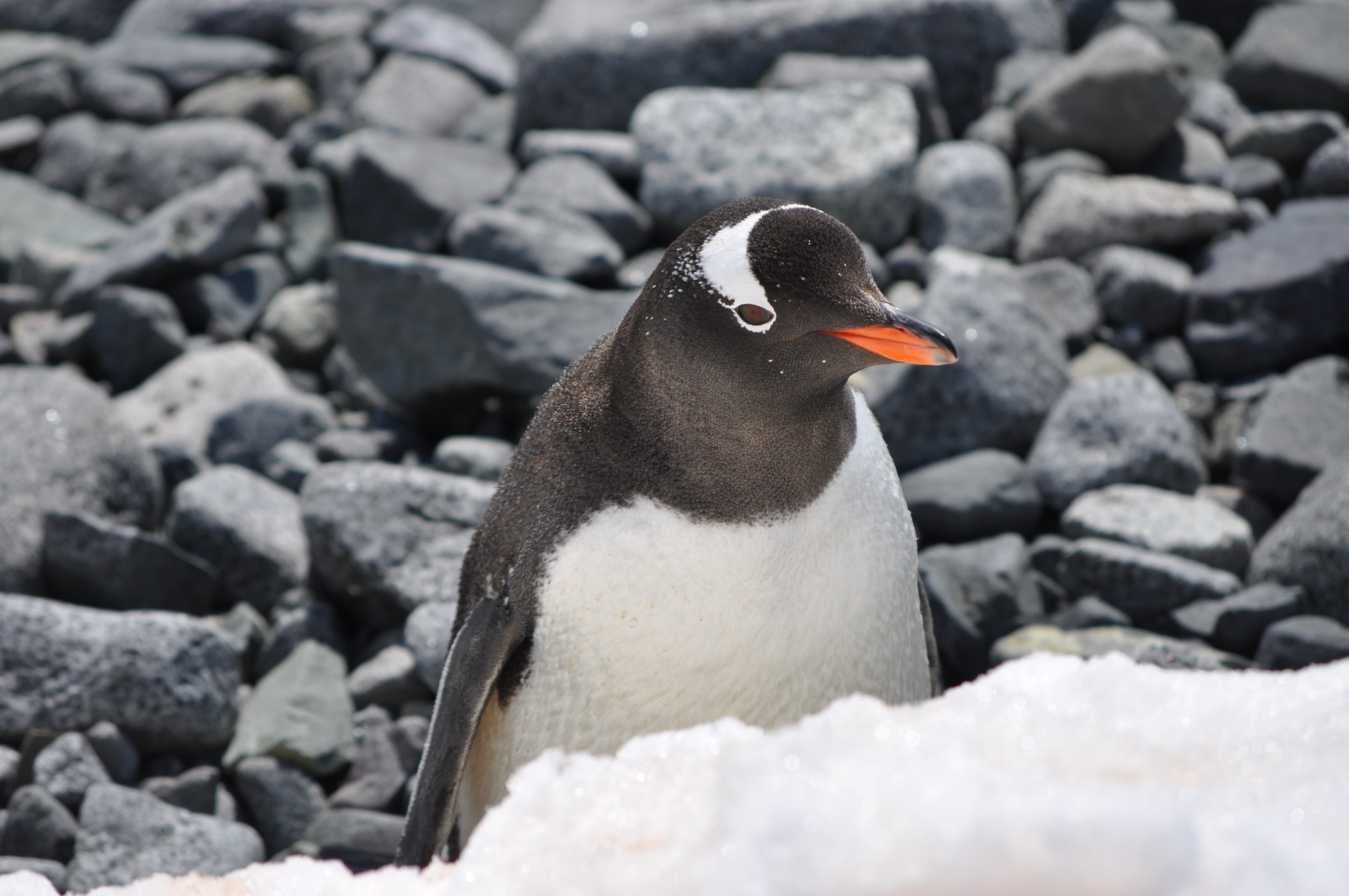 animal, penguin, water, feather, sea Bird, artic animal, rock - Object, bird, sea, beak, coastline, beauty In Nature, snow, water Bird, artic, close-up, HD Wallpaper
