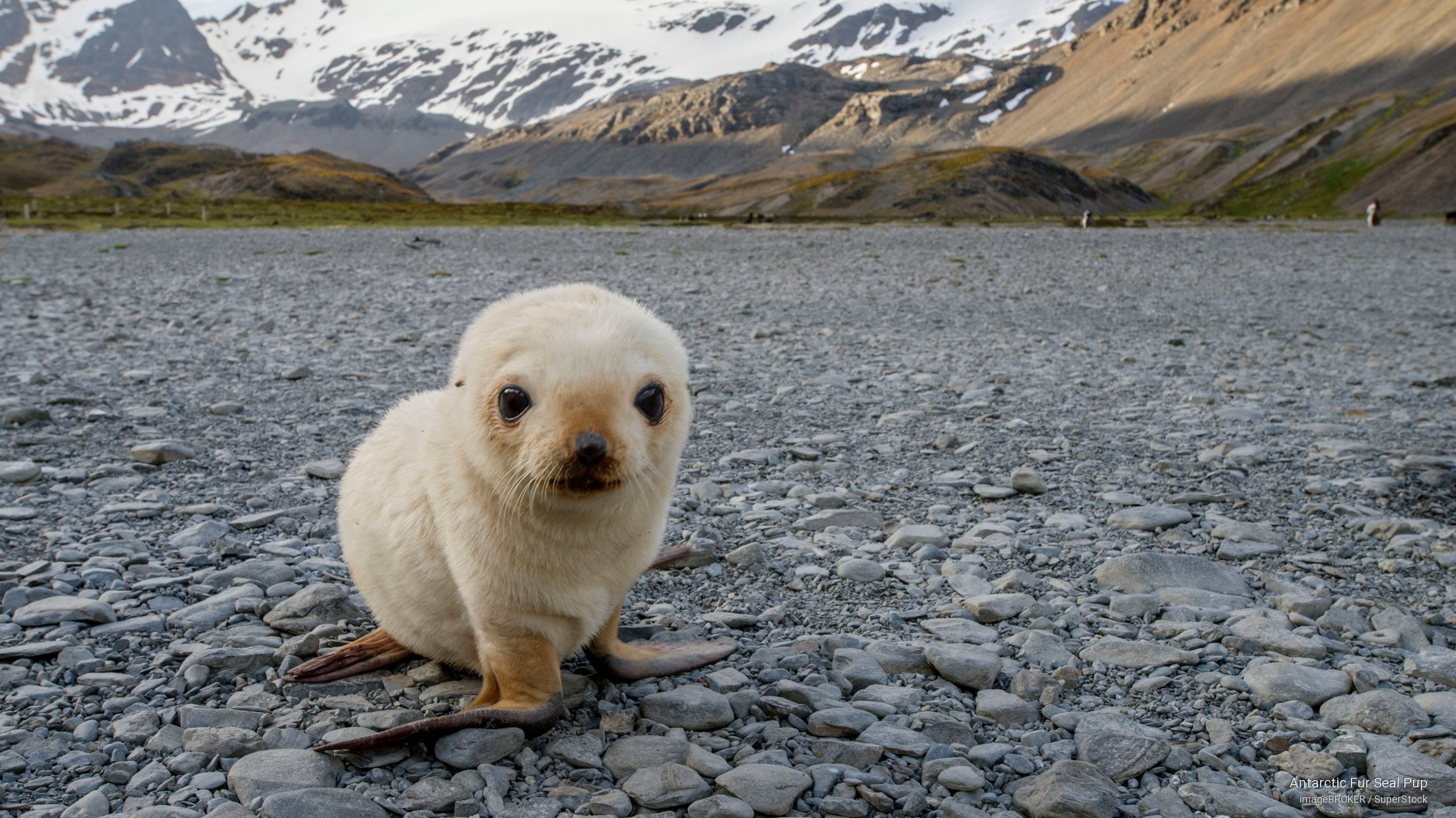 seal, 2K, antarctic, pup, Animals, fur, HD Wallpaper