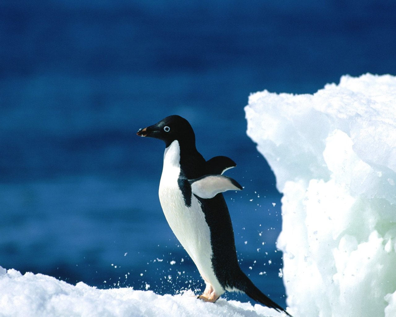 side view, 720P, antarctic Peninsula, winter, polar Climate, Bird, beauty In Nature, Birds, sea, outdoors, vertebrate, white color, ice, blue, white, black, HD Wallpaper