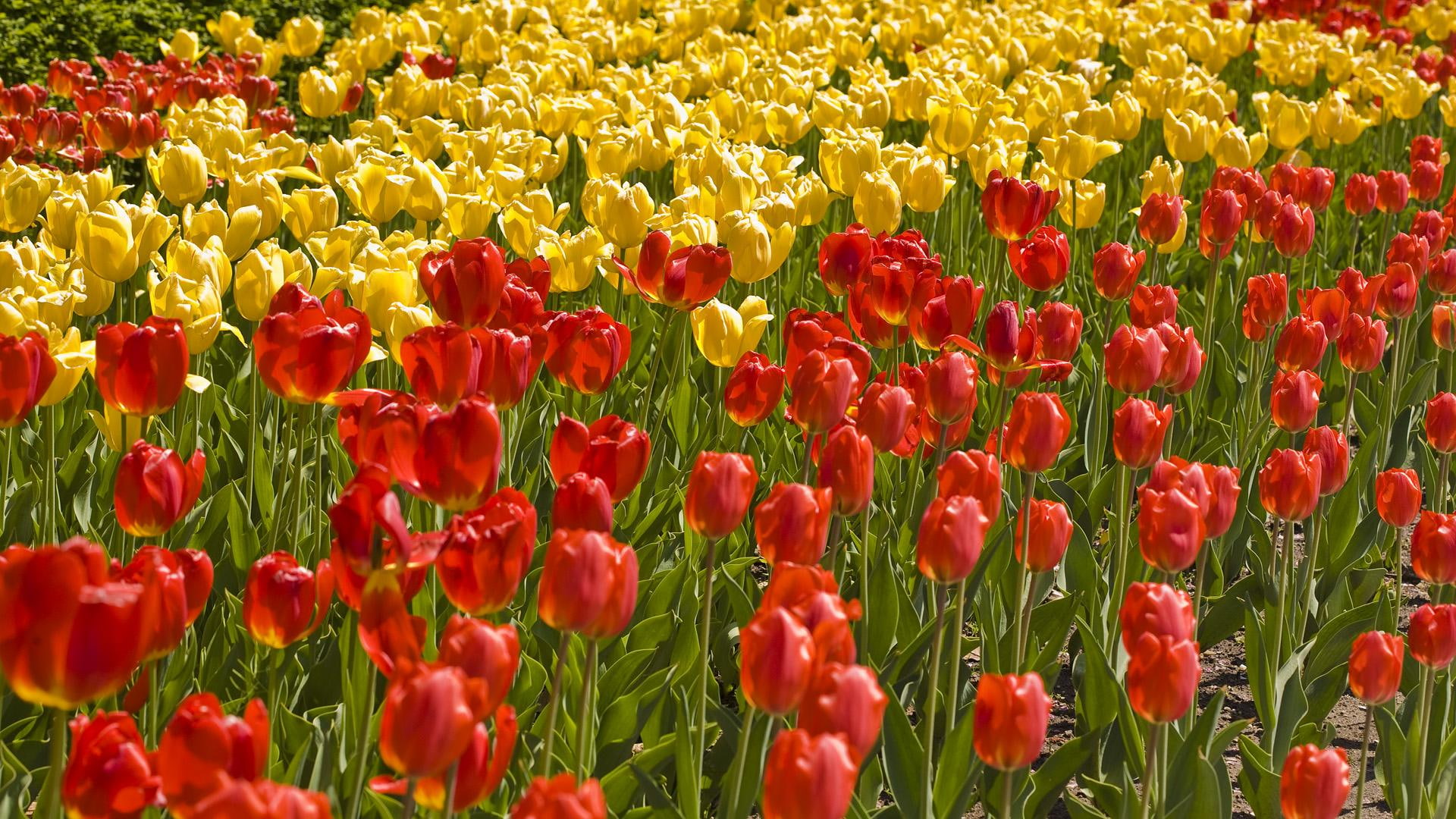 field, garden, tulip, nature, beautiful, scene, view, tulips, 3d and, flowers, 1080P, landscape, yellow, beauty, remind, HD Wallpaper
