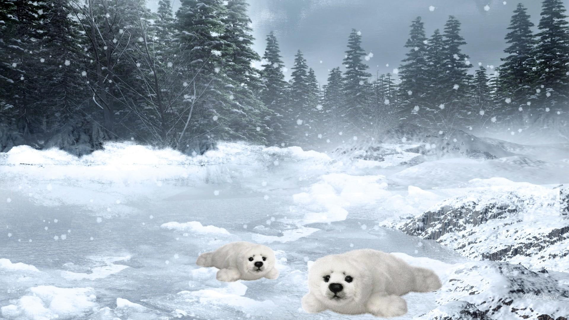 frozen, 1080P, seal, firefox persona, secret, antarctic, baby, cold, winter, alaska, 3d and abstract, place, river, seals, HD Wallpaper