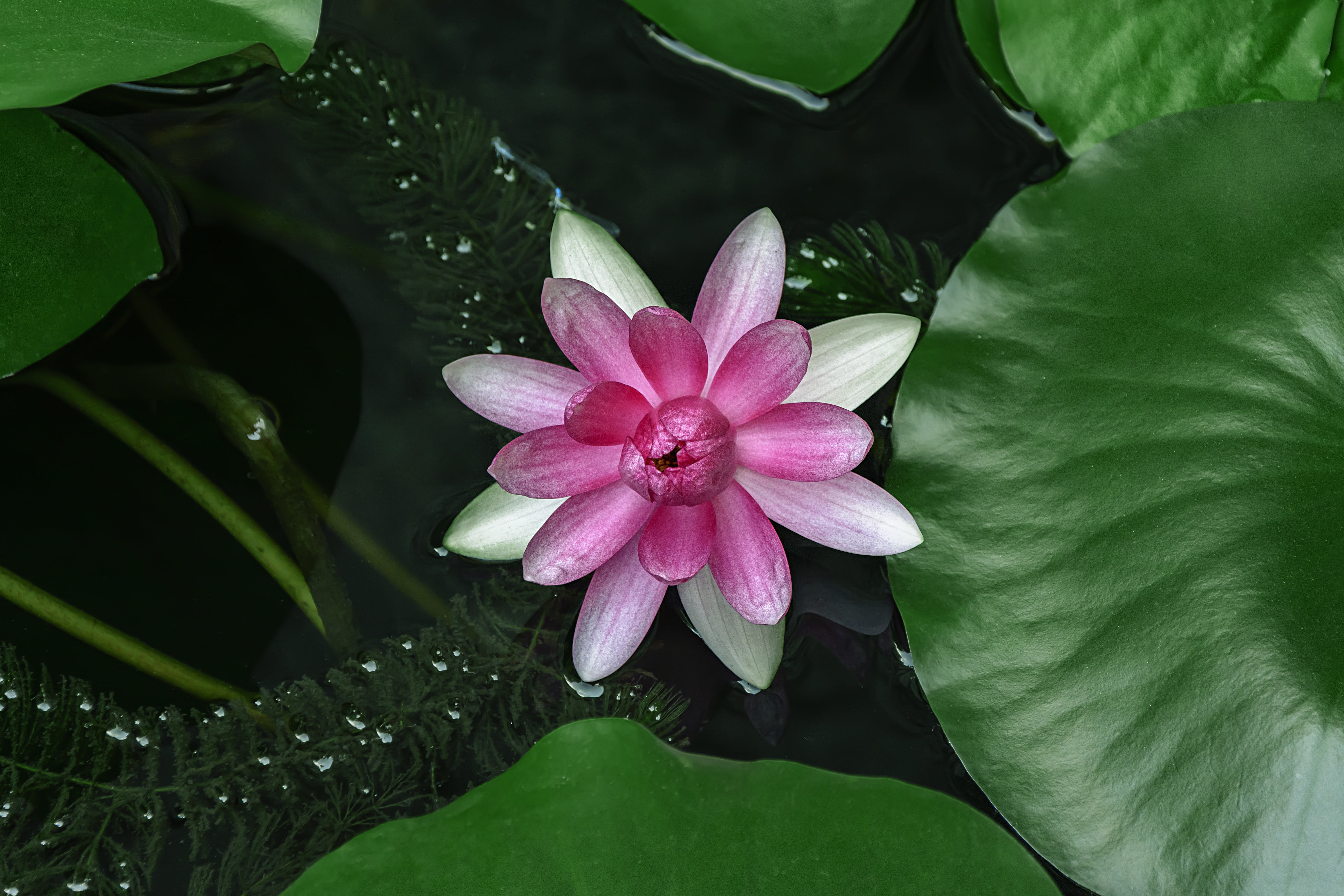 fragility, bright, flowering plant, petal, pollen, leaves, lotus water lily, aquatic plants, ornamental plants, pond smelt, the waters edge, purple, leaf, HD Wallpaper