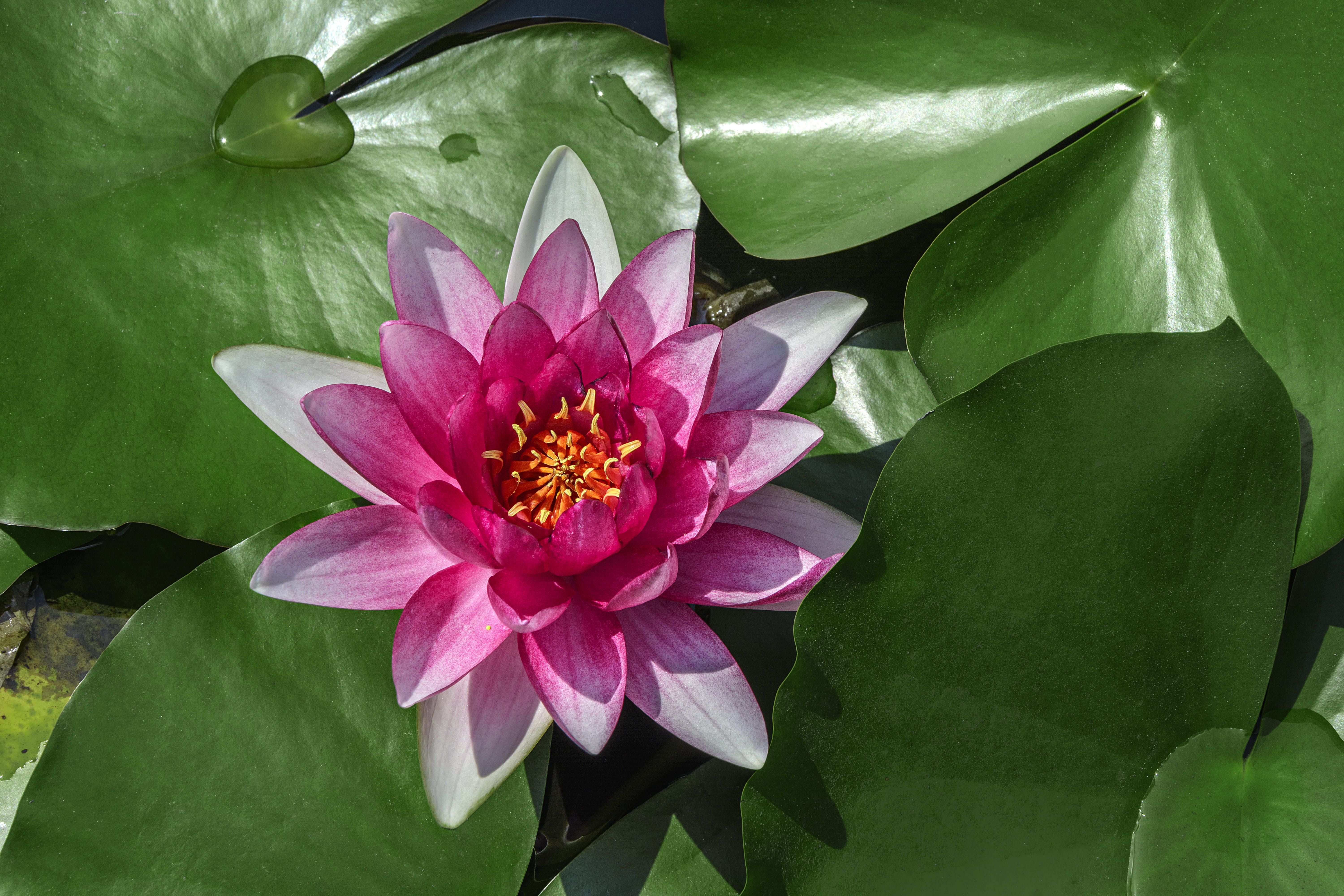 the waters edge, floating on water, plant part, no people, 5K, green Color, pond, Lotus, inflorescence, leaf, nature, summer, pollen, Aquatic Plants, plant, HD Wallpaper
