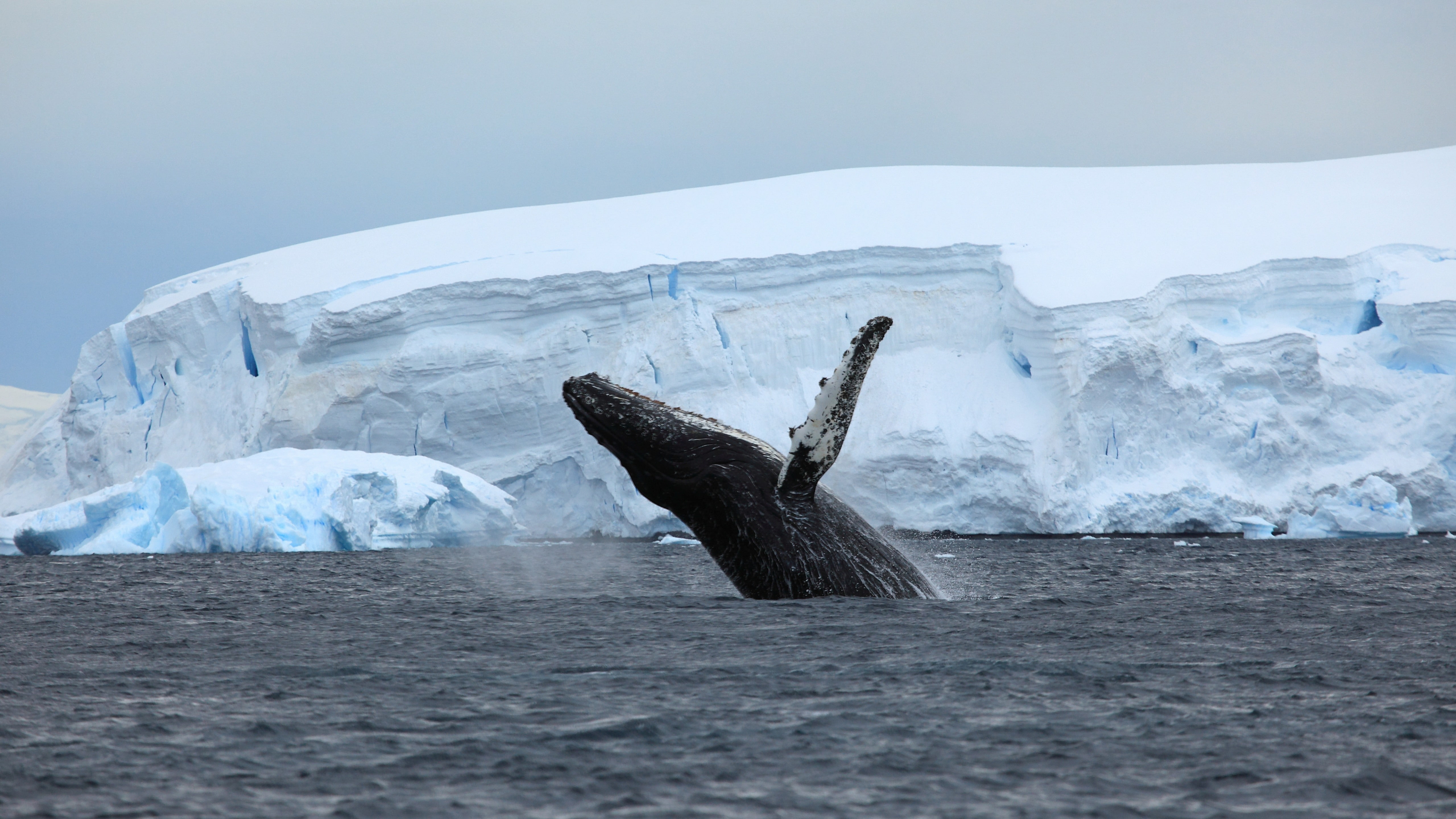 beside, daytime, 4k, 5K, Antarctica, whale, ice, berg, ocean, HD Wallpaper