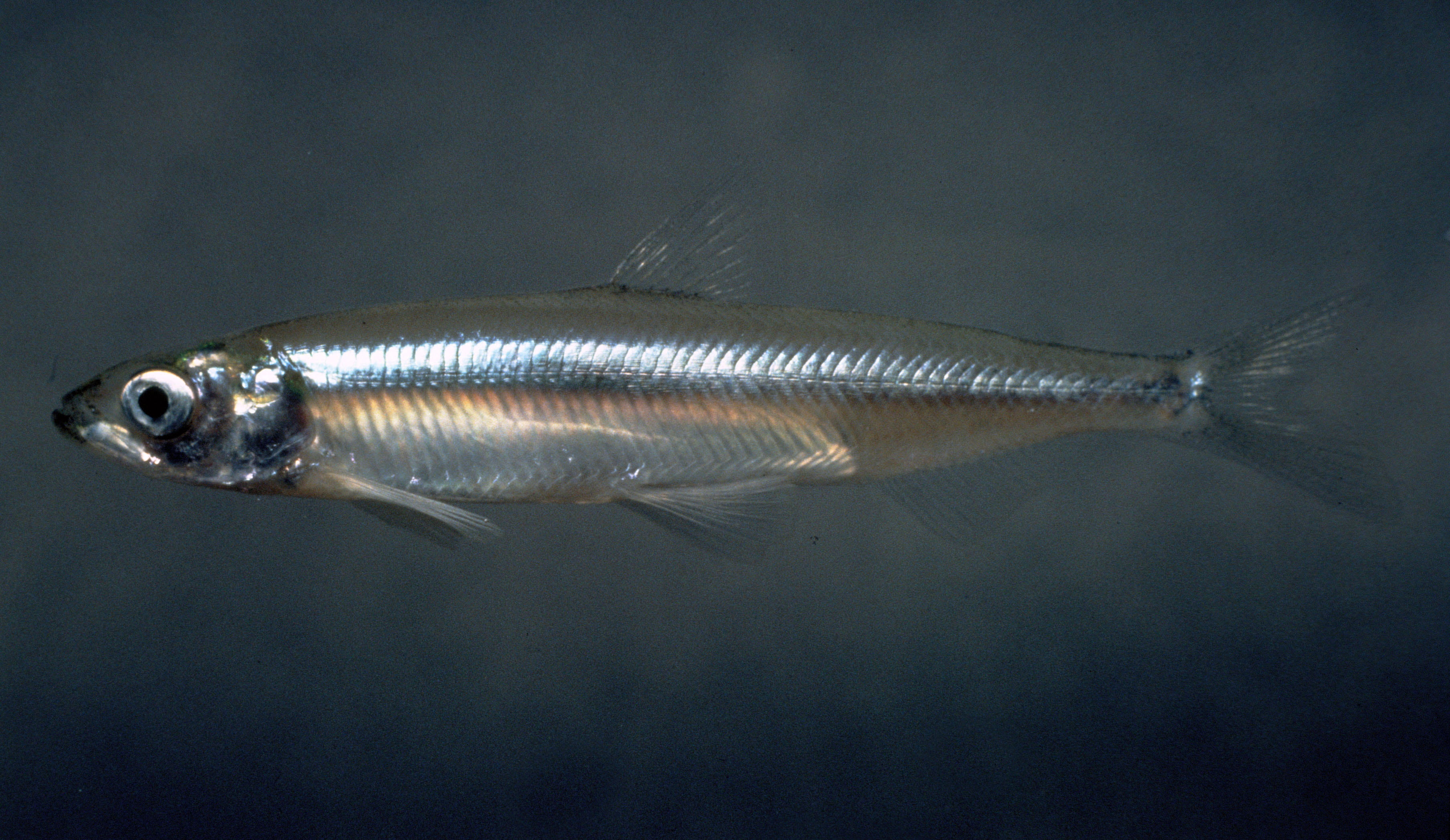 transpacificus, saltwater fish, one animal, photo, vertebrate, nature, steel, smelt, animal themes, seafood, water, animal, fishing, glass - material, animal body part, HD Wallpaper
