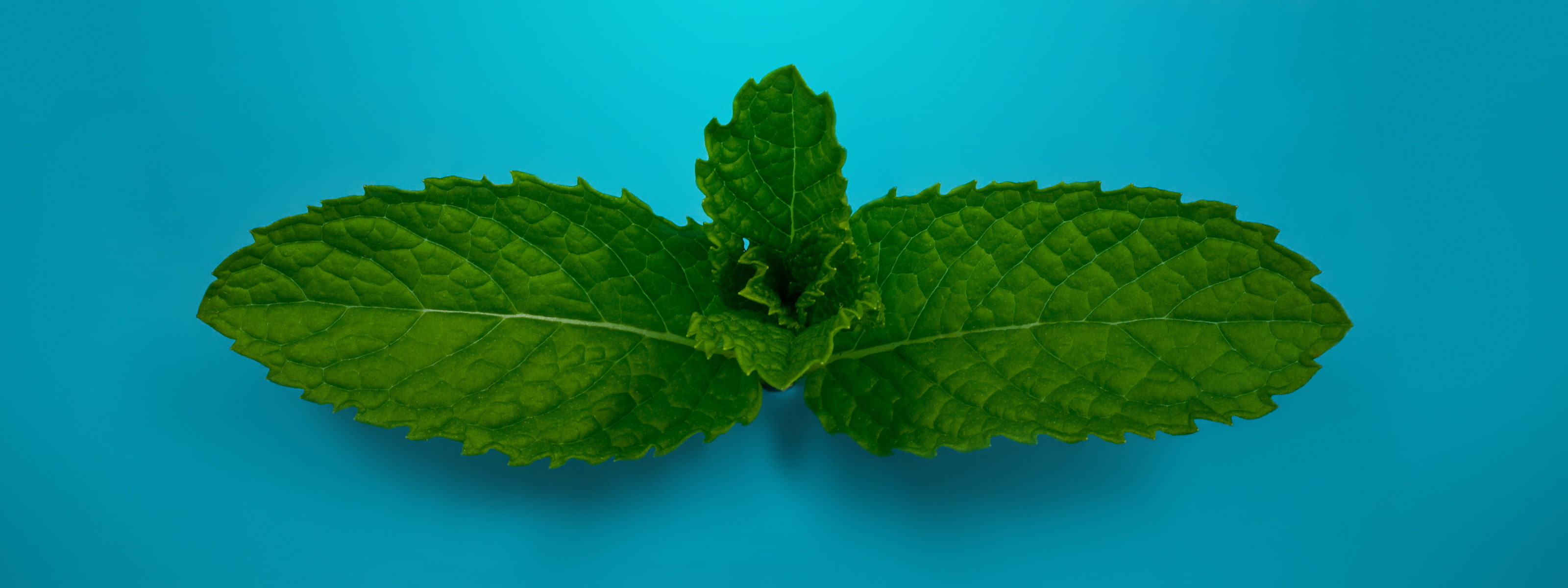 leaf, plant part, mint leaves, studio shot, fruit, blue background, colored background, food and drink, food, freshness, green color, blue, indoors, no people, HD Wallpaper