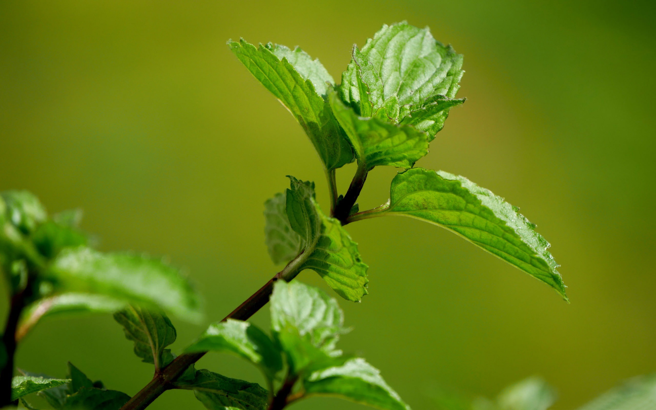 sunlight, day, growth, mint, nature, leaf, green, outdoors, 2K, close-up, beauty in nature, food, plant stem, food and drink, green color, no people, herb, HD Wallpaper