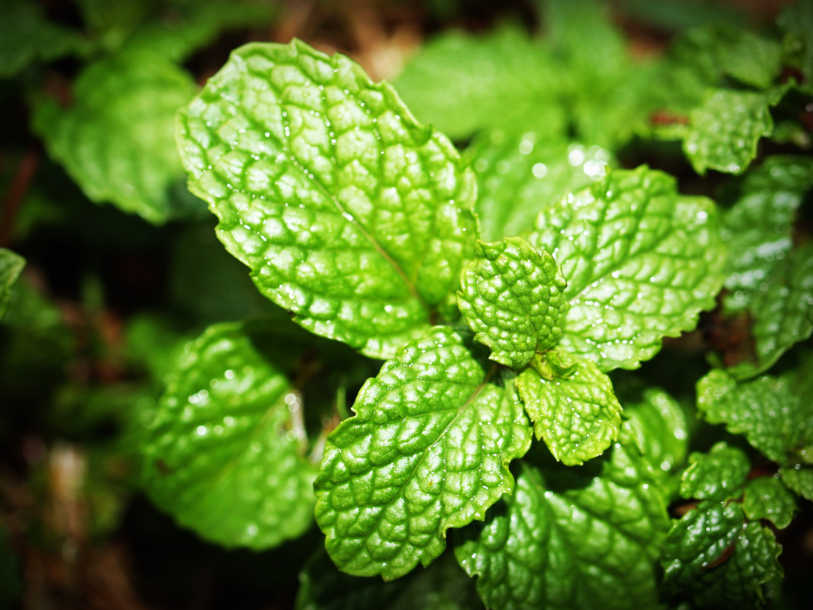 herb, drop, spice, day, focus on foreground, close-up, aromatic, backgrounds, nature, ingredient, leaf, 2K, photo, menthol, water, green, green color, HD Wallpaper