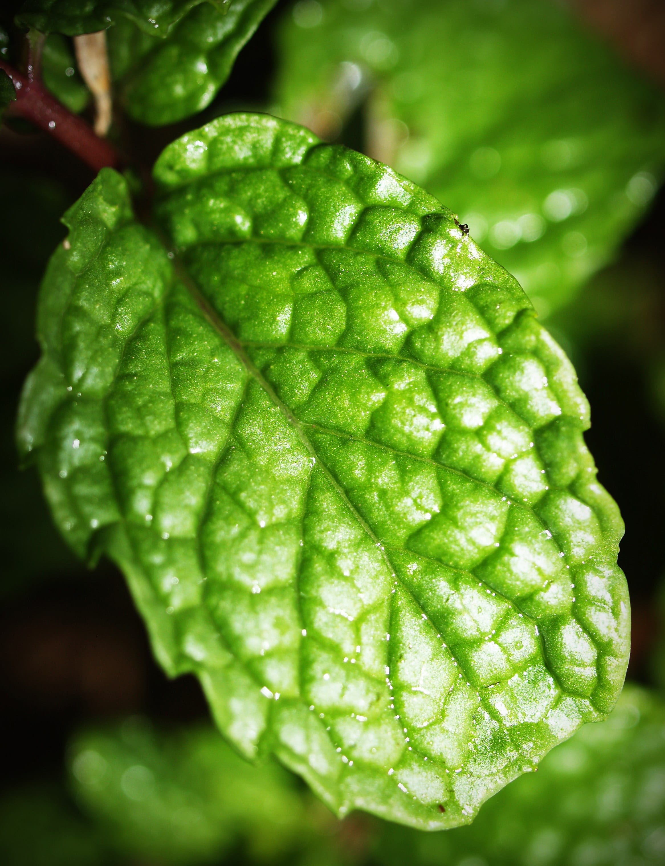 peppermint, fresh, nature, close-up, fragrant, freshness, outdoors, wellbeing, water, mint, green color, leaf, ingredient, day, wet, dew, isolated, food, Phone HD Wallpaper
