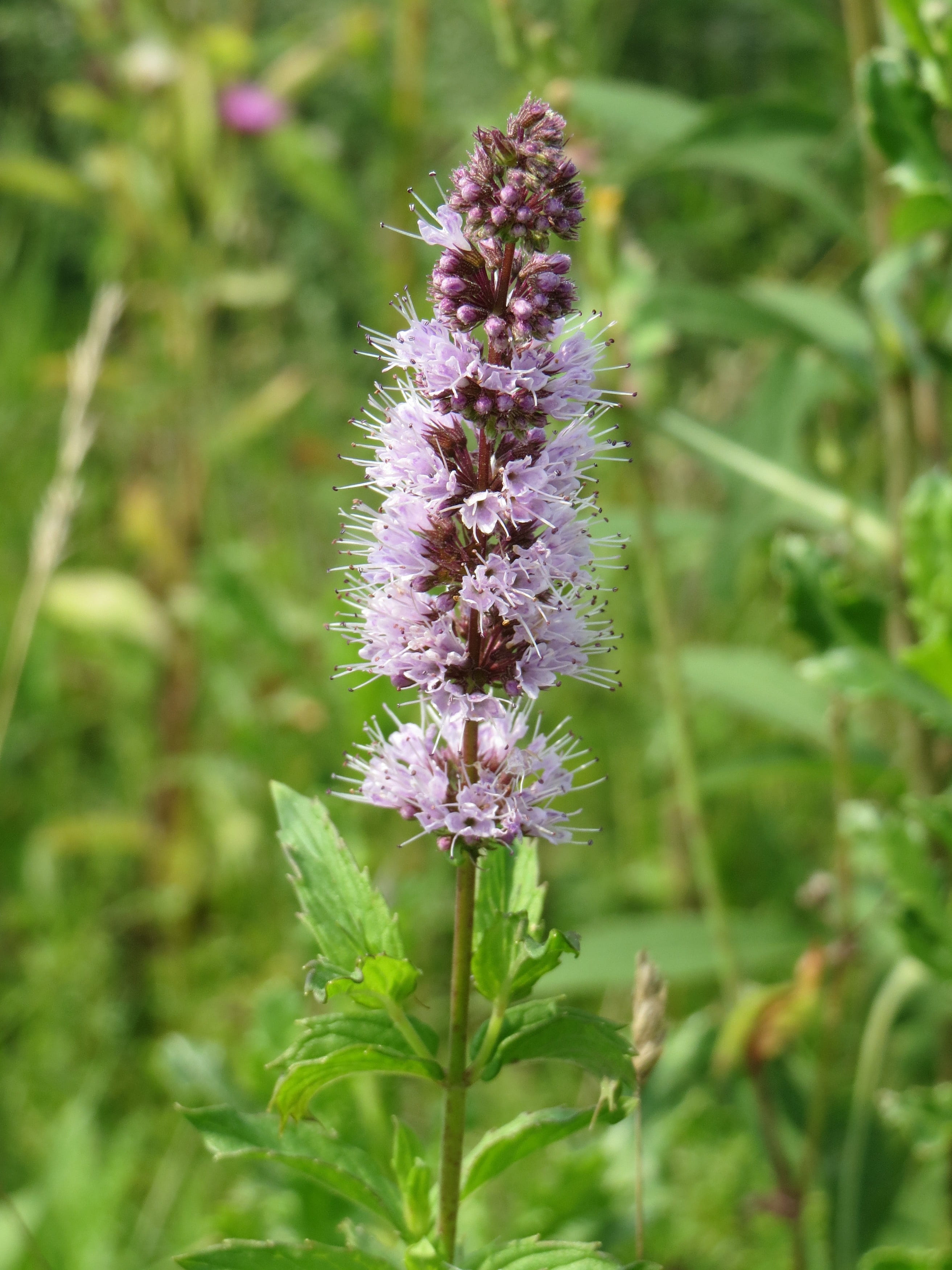 outdoors, purple, land, freshness, no people, 2K, inflorescence, lavender, plant, beauty in nature, flower, petal, fragility, spear mint, spearmint, growth, Phone HD Wallpaper