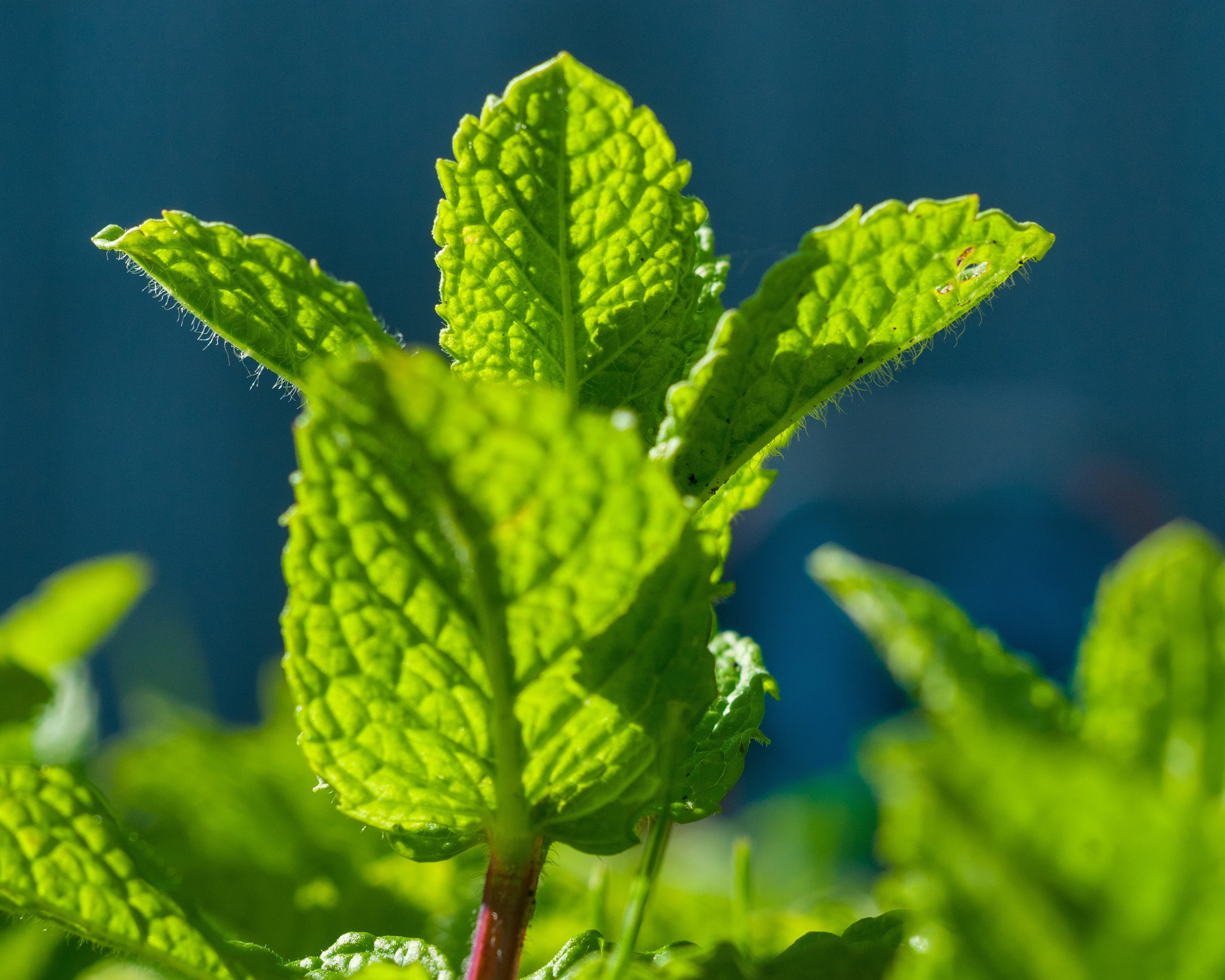 focus on foreground, vegetable, nature, green mint, healthy, herb, leaves, 2K, growth, agriculture, close-up, herbs, medicinal herbs, healthy eating, green, HD Wallpaper