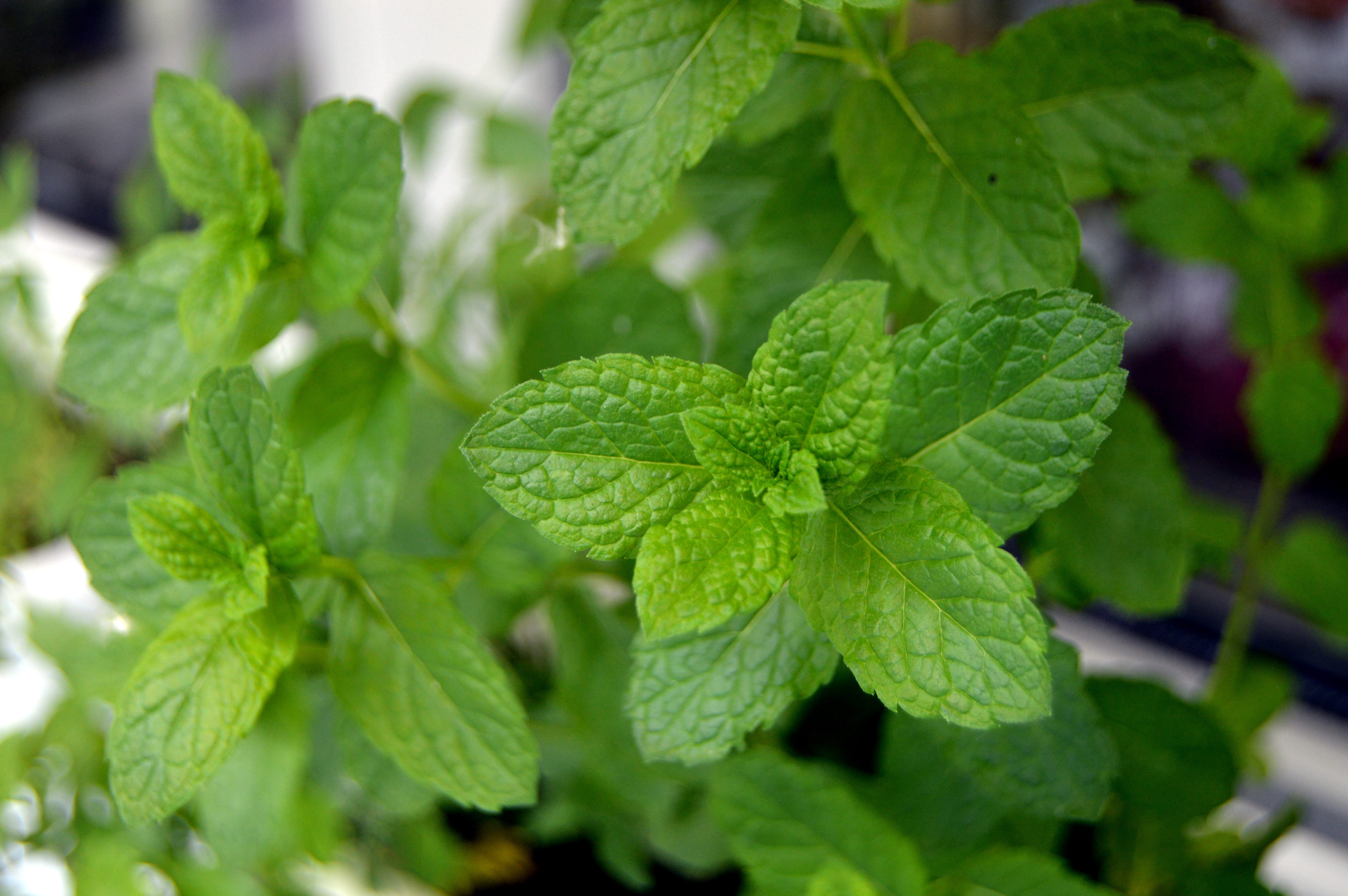 a garden plant, outdoors, day, close, selective focus, plant part, freshness, Green, green, 5K, herb, Garden, peppermint, no people, close-up, leaf, gardening, HD Wallpaper