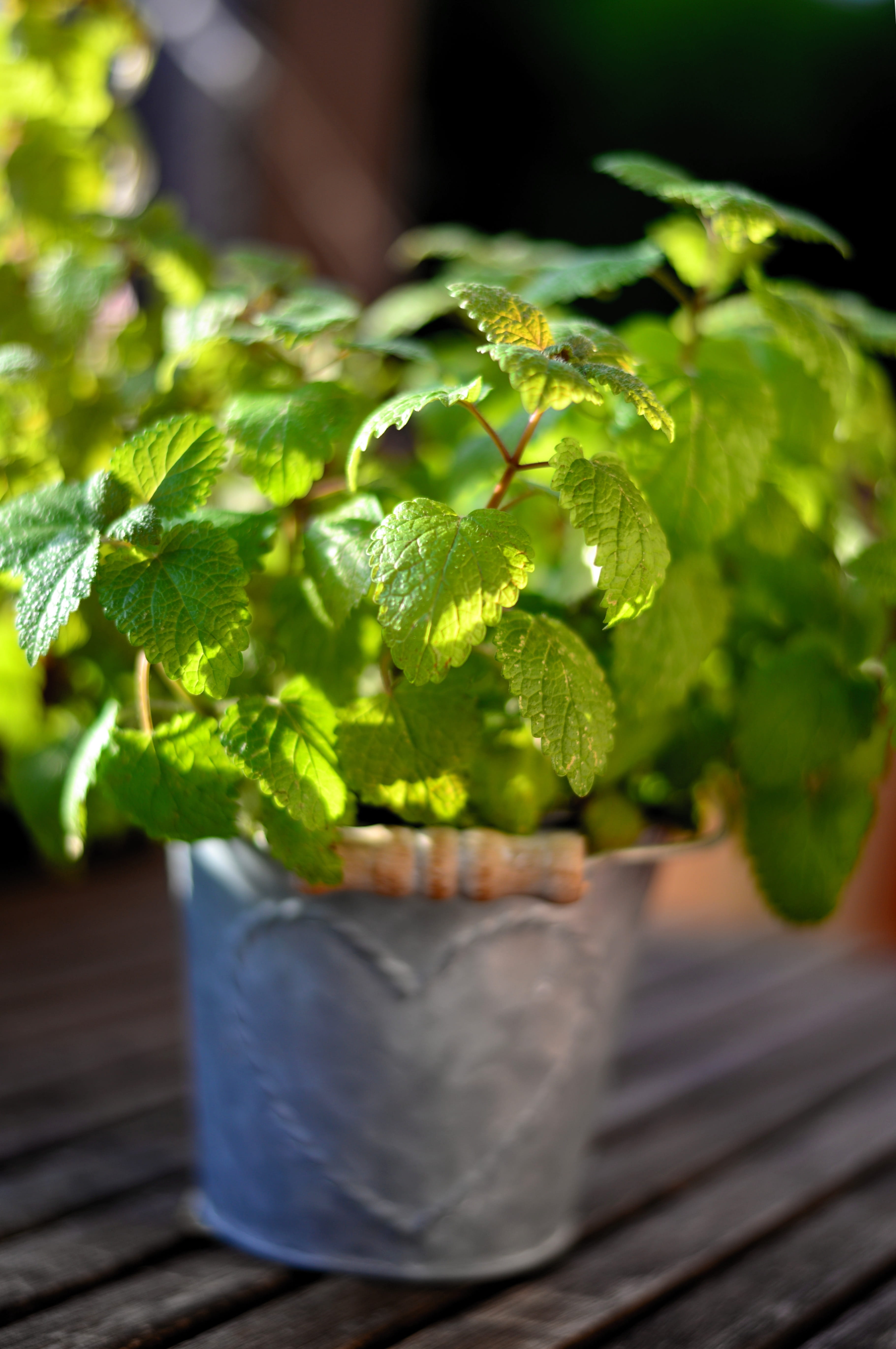 plant, medicinal herbs, mint leaf - culinary, green, herb, medicinal plant, leaves, selective focus, close-up, growth, fruit, flower pot, mint, green color, Phone HD Wallpaper
