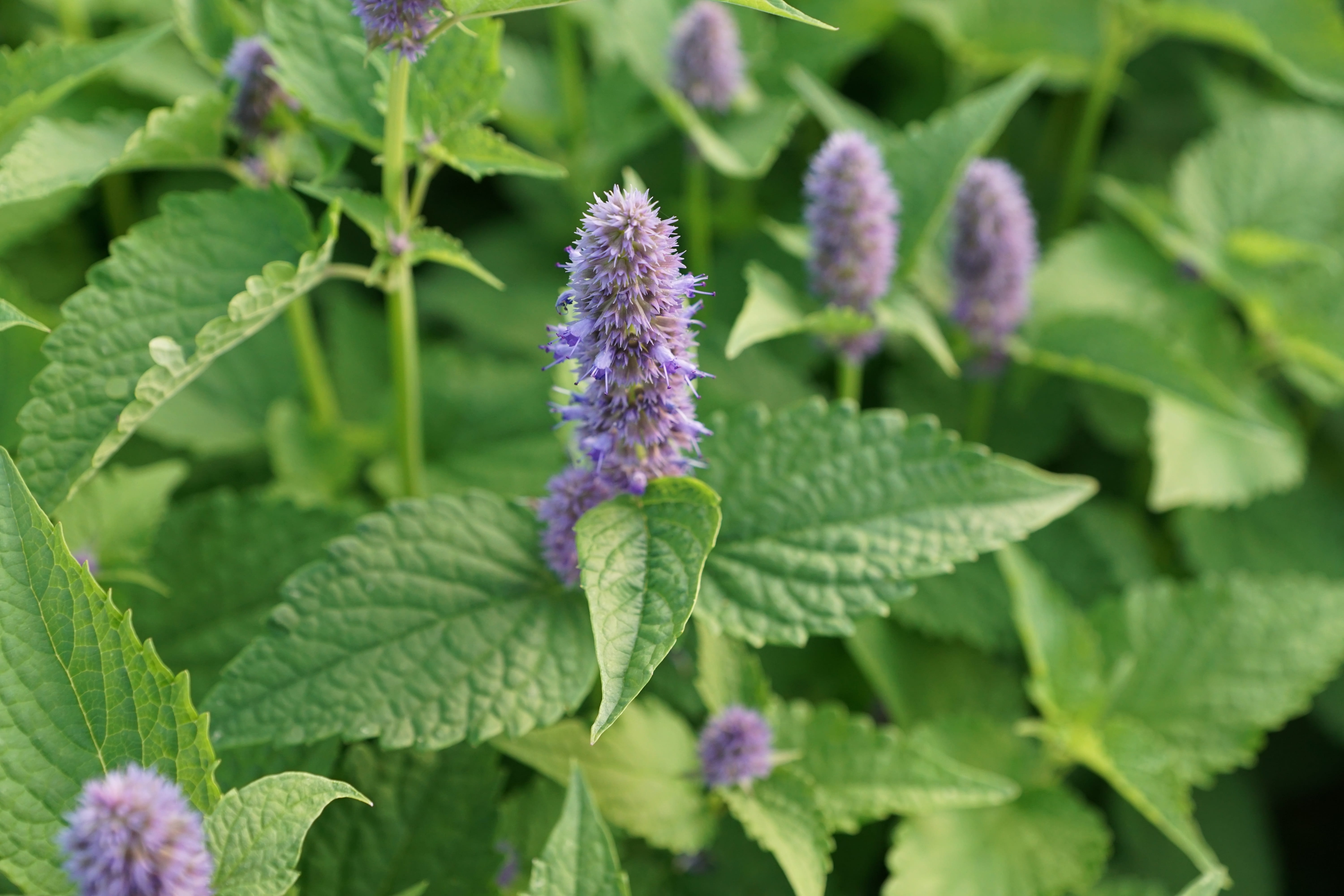purple, medicinal plant, 5K, green color, field, herbs, peppermint, freshness, leaf, nature, day, plant part, petal, medicinal herbs, fresh, flowers, taste, HD Wallpaper