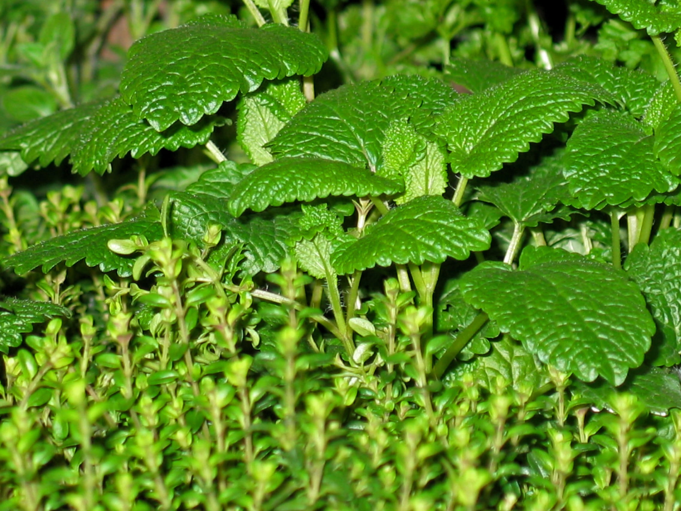 herbal plant, bed, animal wildlife, beauty in nature, moroccan mint, tea herbs, full frame, Plant, Mint, plant part, frisch, herb, cook, season, leaf, selective focus, HD Wallpaper