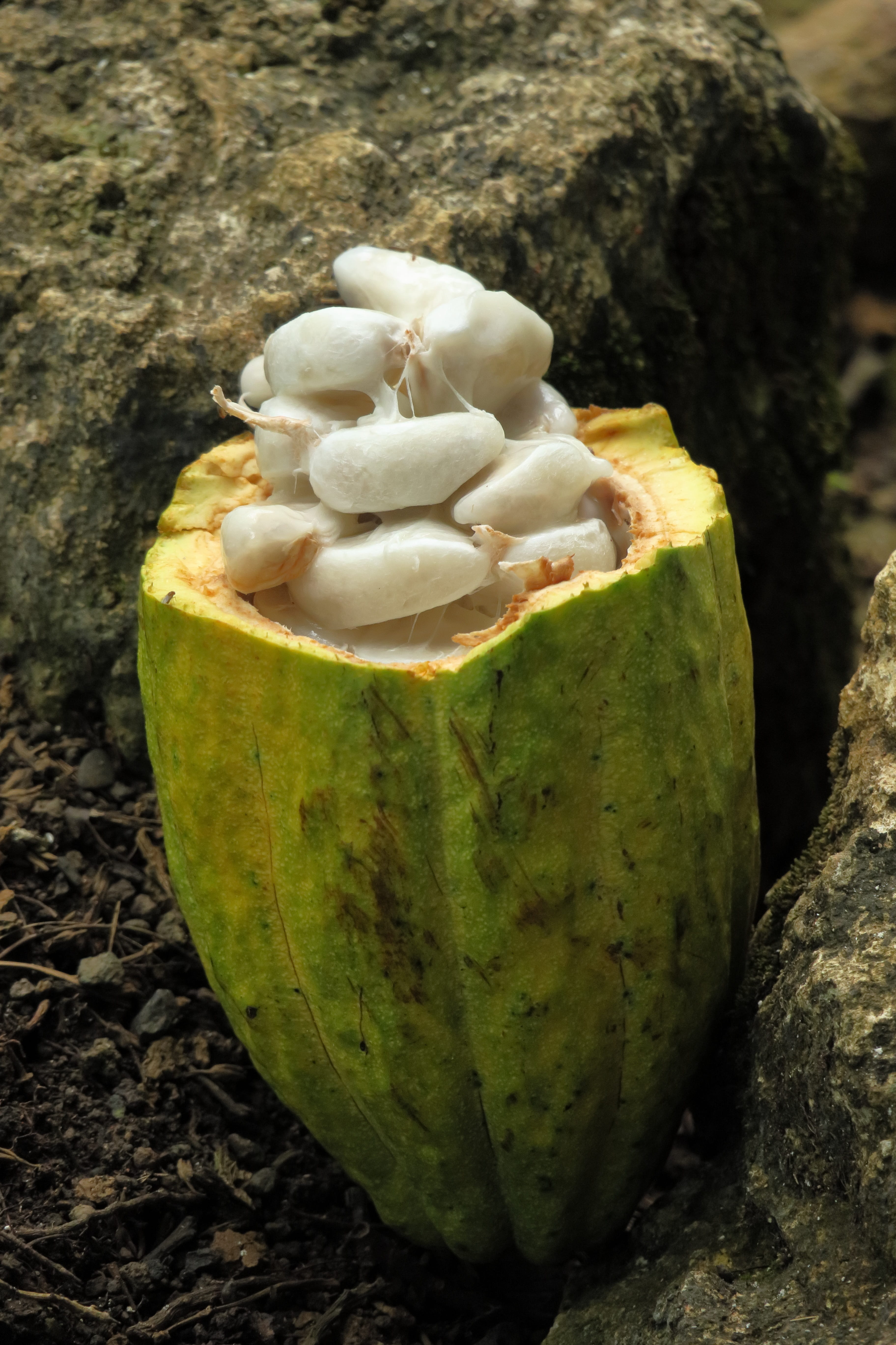 healthy eating, fruit, still life, cacao, 5K, wellbeing, no people, rock, cocoa, high angle view, nature, day, focus on foreground, plant, food and drink, Phone HD Wallpaper