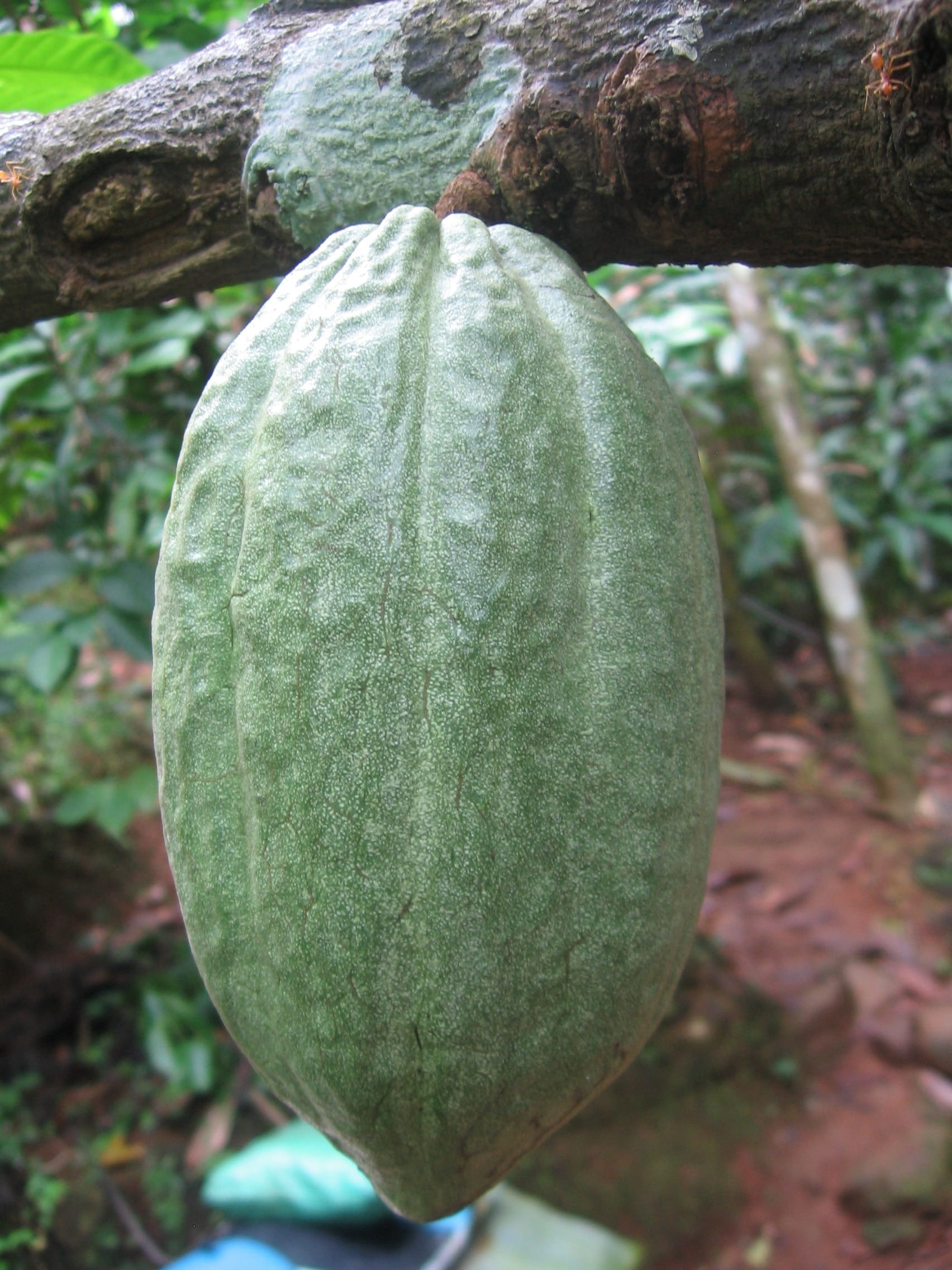 agriculture, wellbeing, healthy Eating, cocoa, day, tree, Cocoa Bean, no people, Fruit, nature, green Color, chocolate, branch, beauty in nature, field, Phone HD Wallpaper